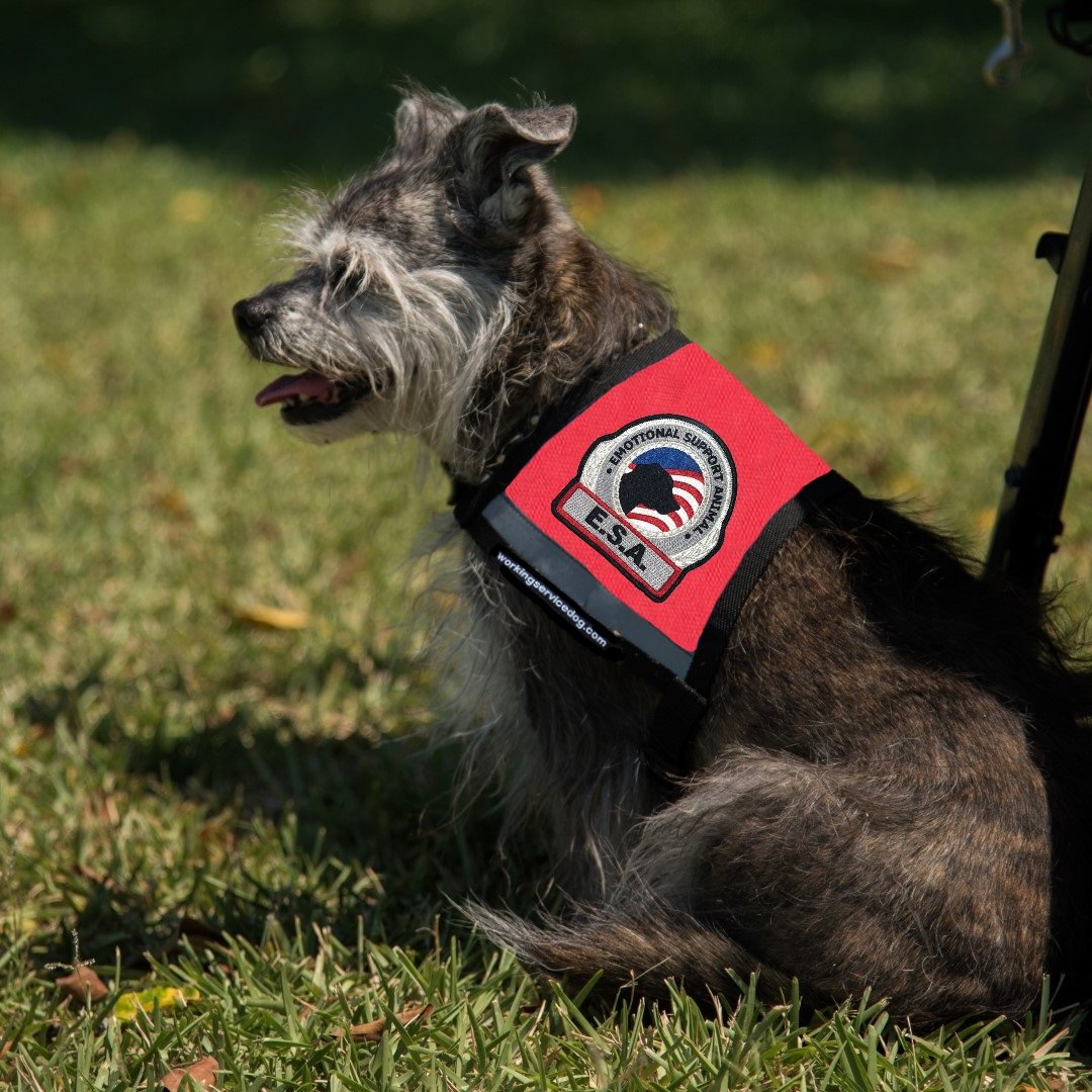 Premium Emotional Support Dog Vest for Small Dogs - ESA Approved with 5 Federal Law Handout Cards (X-Small: 16-23