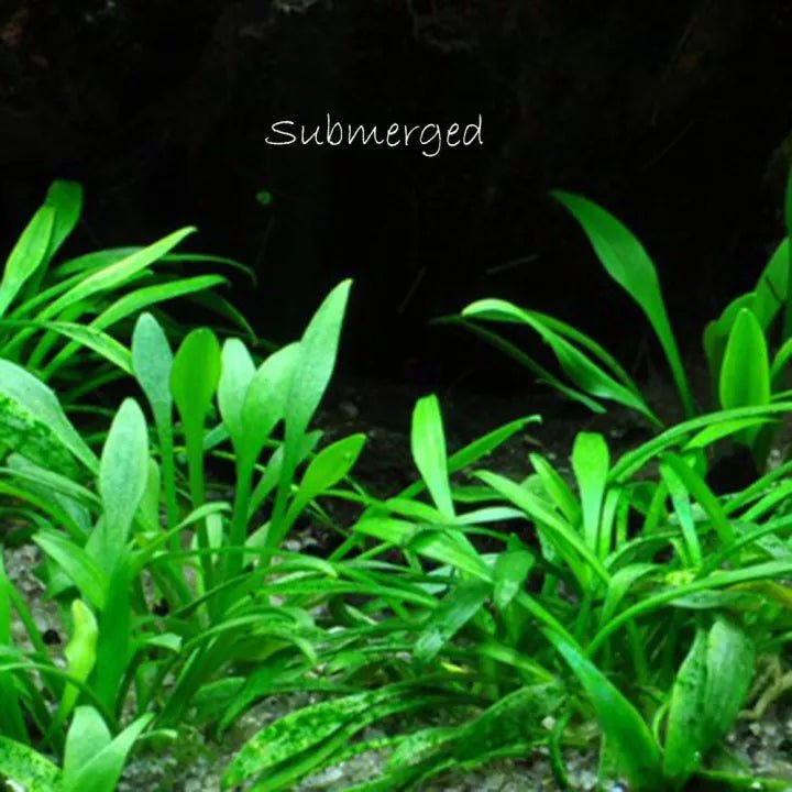 TCulture Cryptocoryne Parva Live Aquarium Plant (Potted) - Perfect for Freshwater Fish Tanks, Aquascaping & Low-Tech Planted Aquariums
