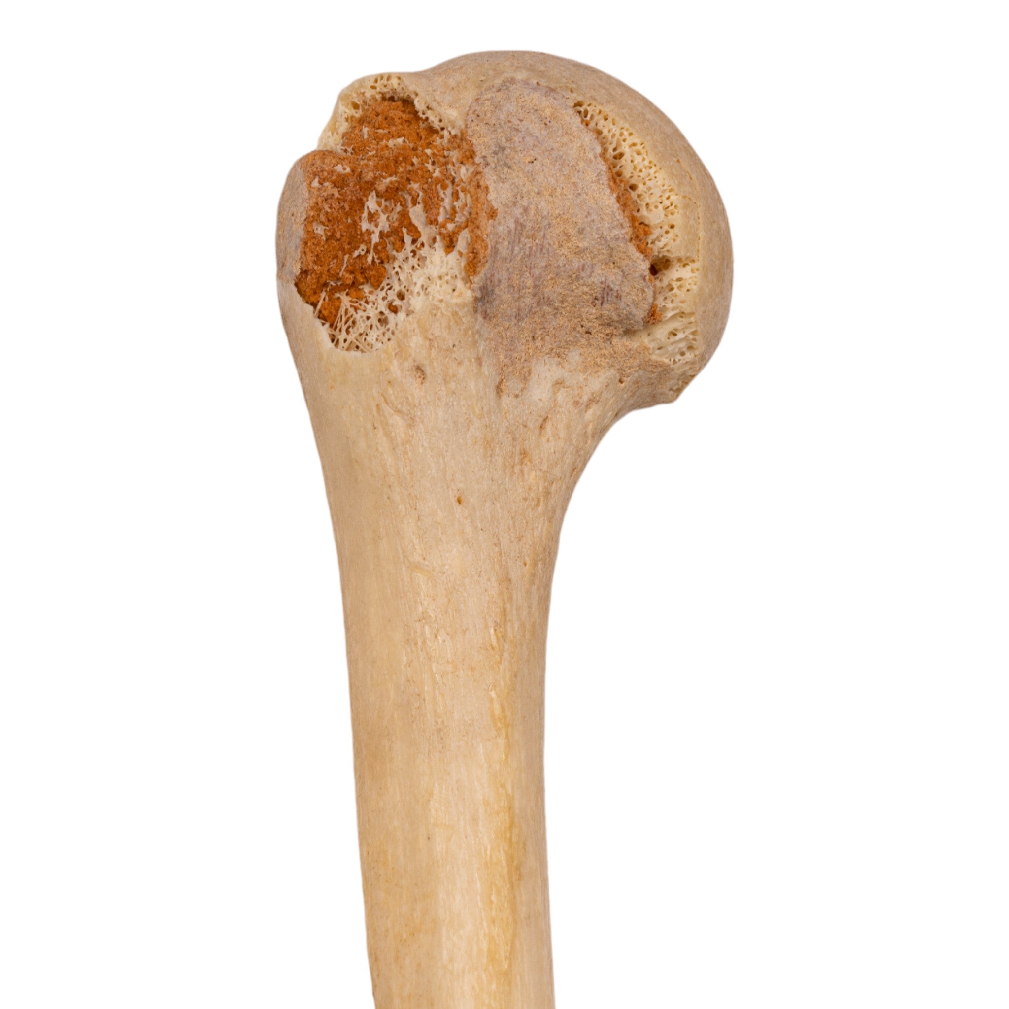 Realistic Human Left Arm Model - Articulated & Partial for Medical Training, Anatomy Study & Art Reference