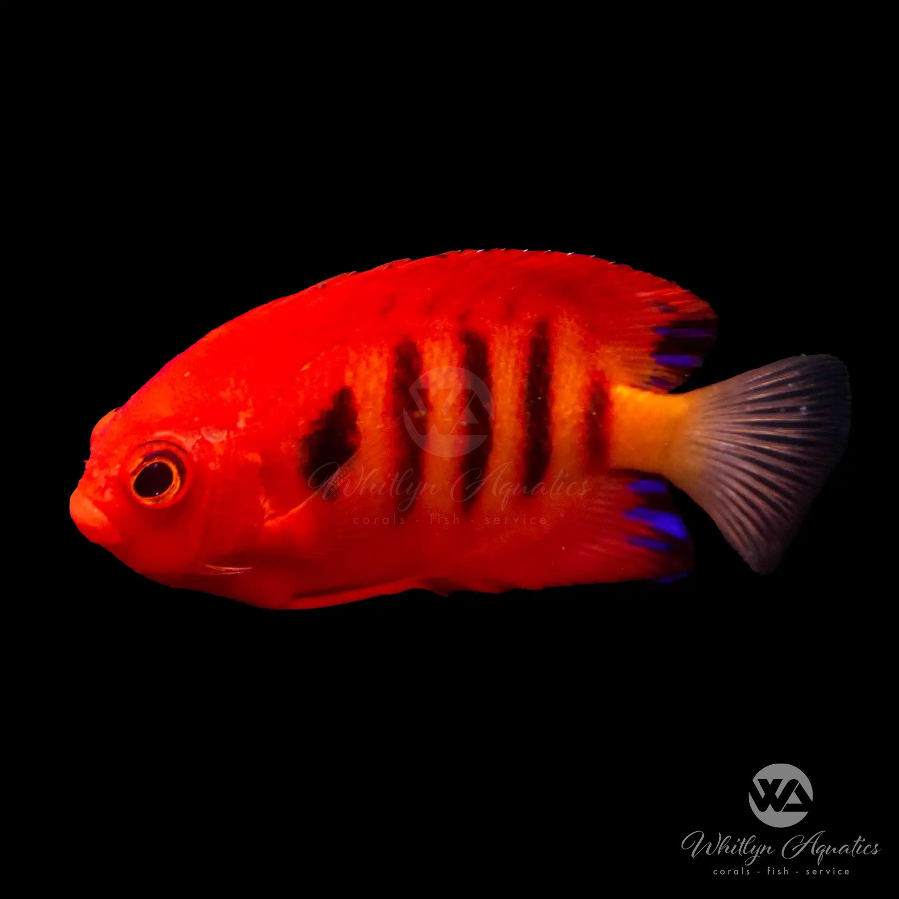 Flame Angelfish (Centropyge loricula) - Vibrant Saltwater Aquarium Fish for Reef Tanks & Marine Displays