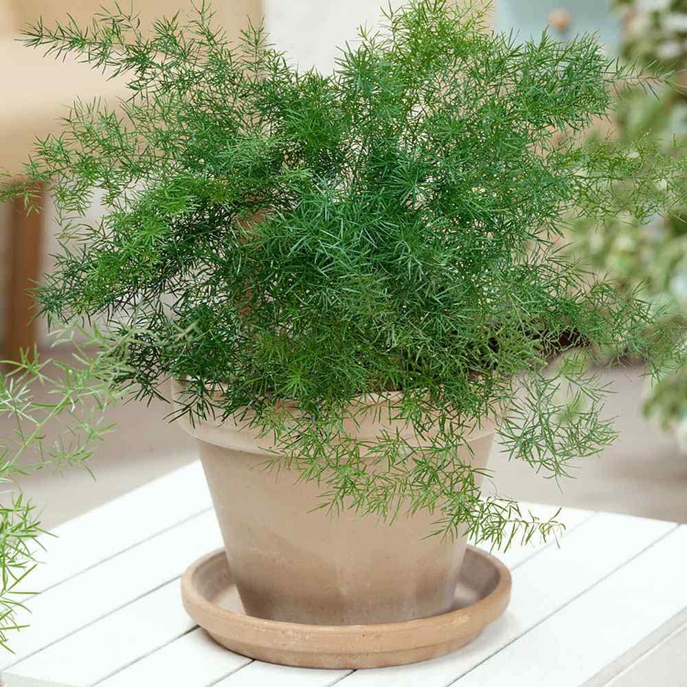 Outsidepride Asparagus Fern Sprengeri Seeds - 100 Count for Container, Pot & Window Box Planting | Evergreen Foliage Houseplant | Perfect for Indoor Decor, Office Plants & Hanging Baskets