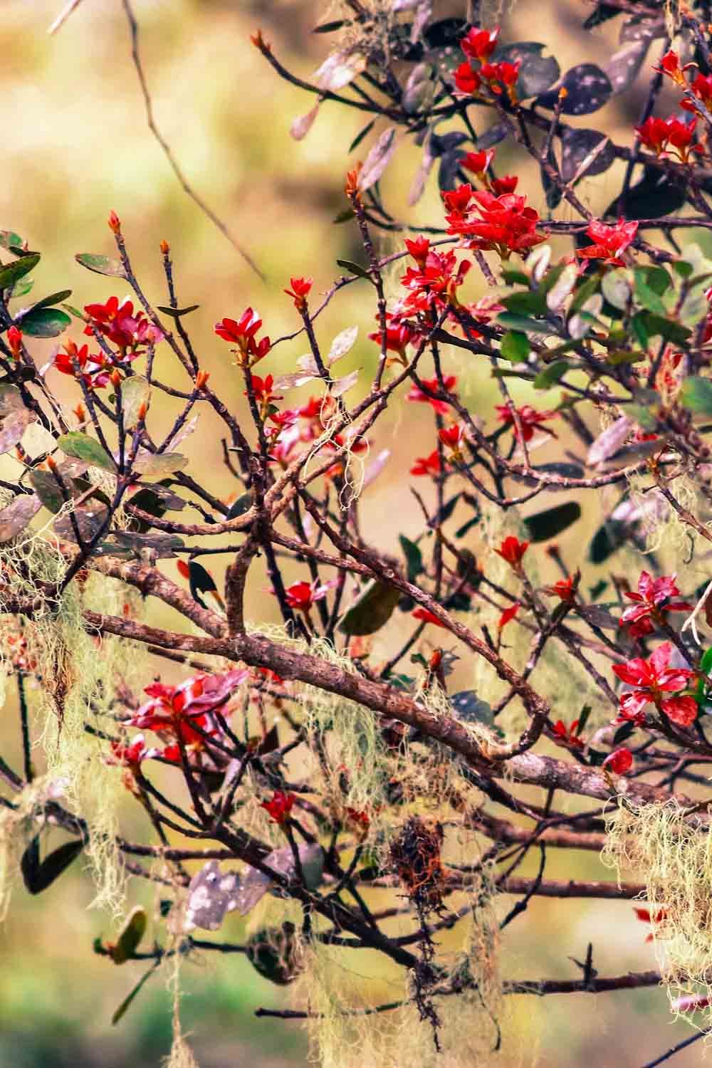 Louis Leonard Art – Highland Flowers by Photographer Isuru Wak - Premium Canvas Giclee Wall Art Print, Framed - Perfect for Living Room, Bedroom & Office Decor