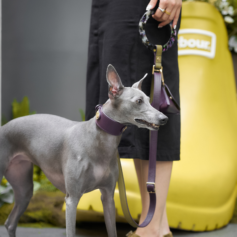Premium Purrble Leather Cat Collar with Bell - Adjustable & Stylish Pet Accessory for Indoor & Outdoor Adventures