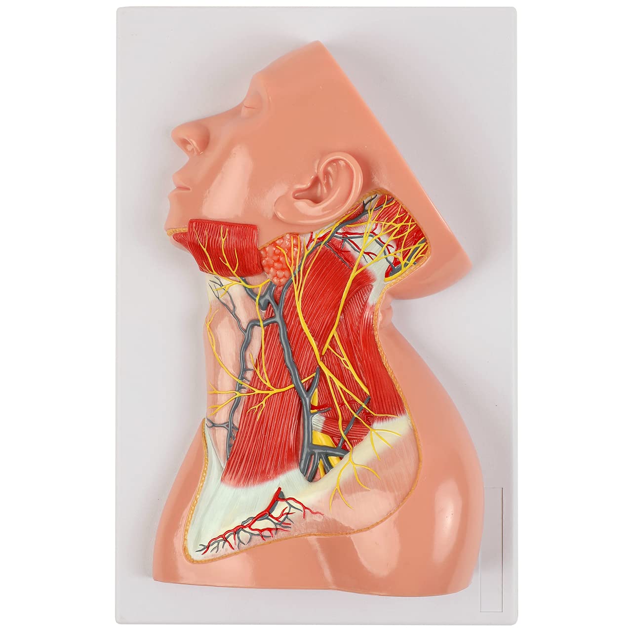 Axis Scientific Human Neck Anatomy Model - Detailed Muscles, Nerves & Blood Vessels - Perfect for Medical Students, Doctors & Anatomy Education