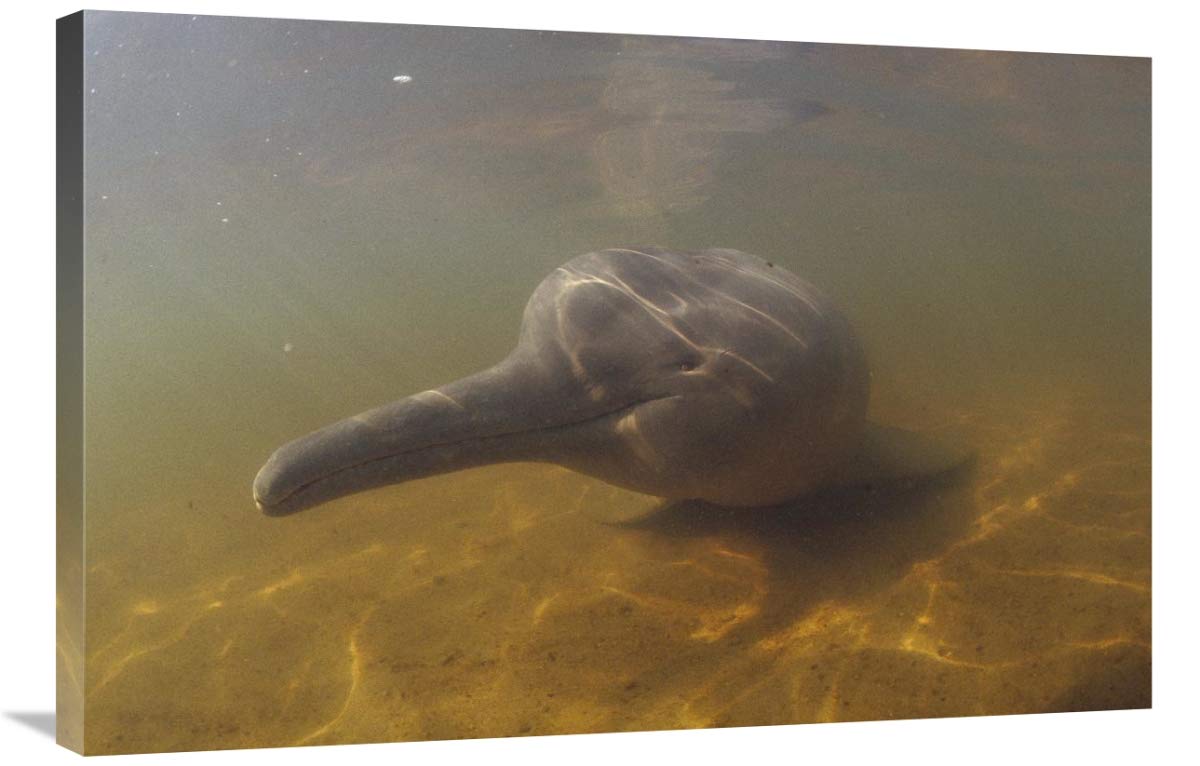 24 x 36 Inch Amazon River Dolphin Underwater Portrait Art Print - Flip Nicklin Photography - Perfect for Home Decor, Office Wall Art & Aquatic Theme Gifts