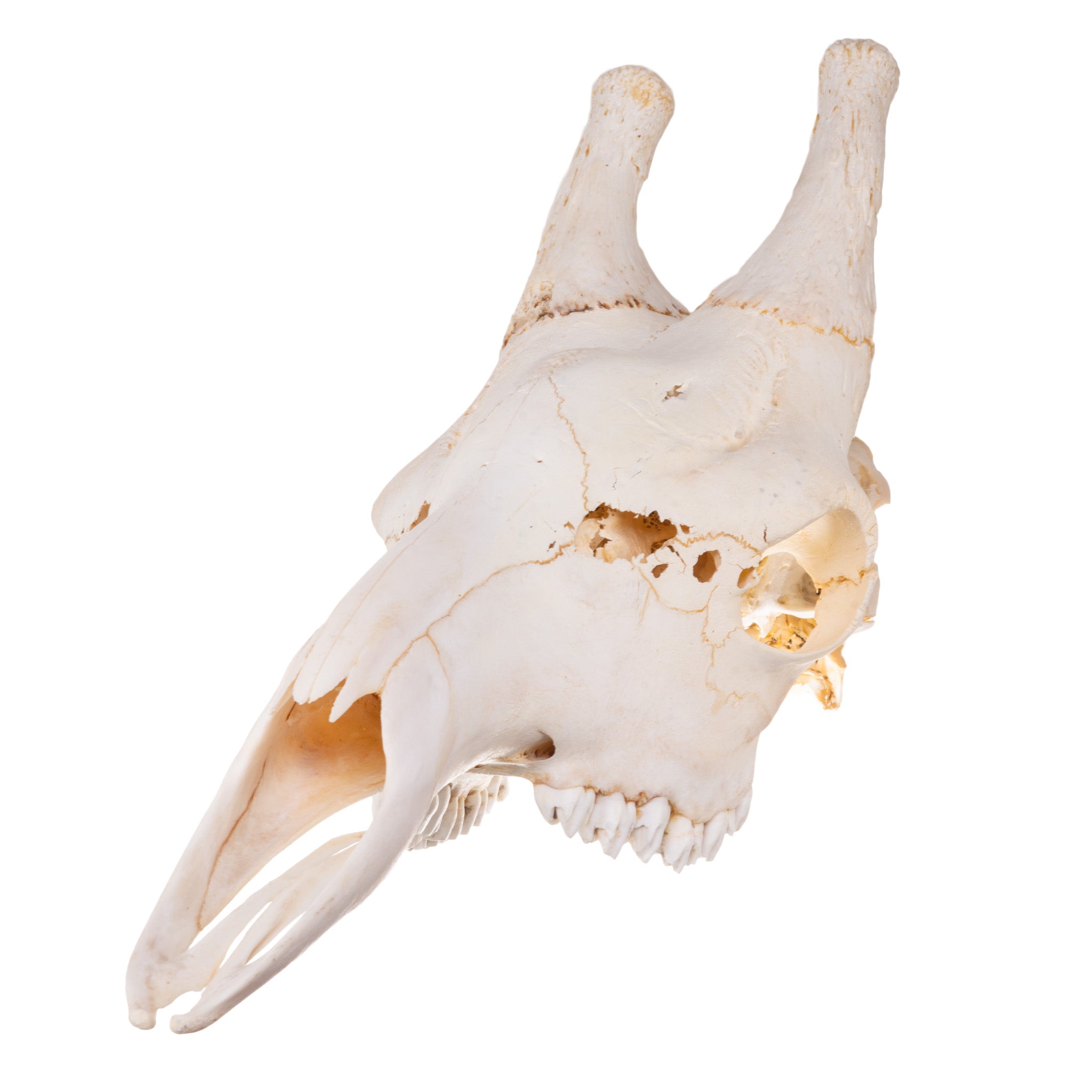 Authentic Southern Giraffe Skull - Male Specimen Without Mandible for Taxidermy, Home Decor, and Natural History Collections