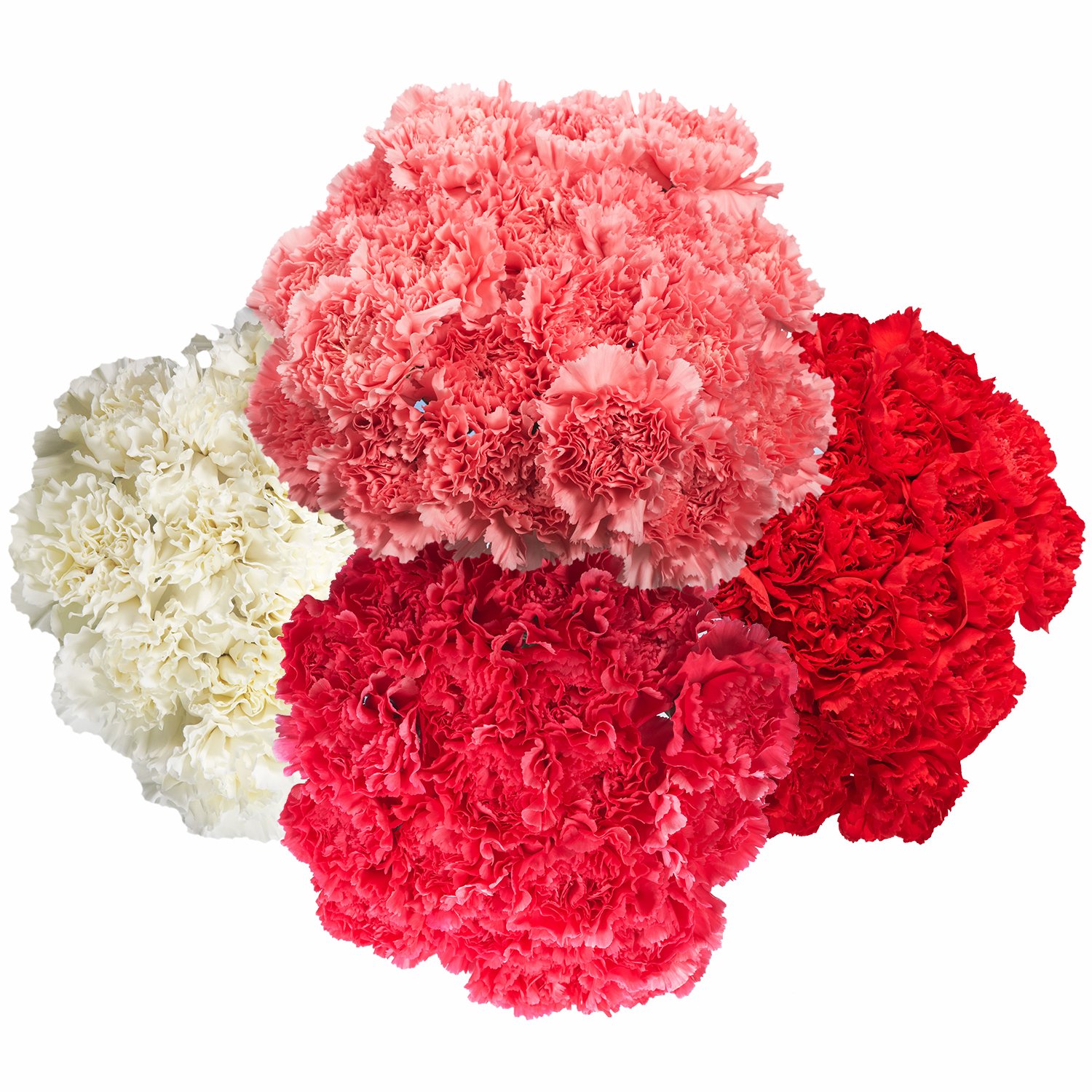 200 Fresh Red Carnations for Mother's Day - Same Day Flower Delivery - Perfect Gift for Mom, Birthday, Anniversary & Special Occasions - Home Decor, Party Centerpiece & Romantic Surprise