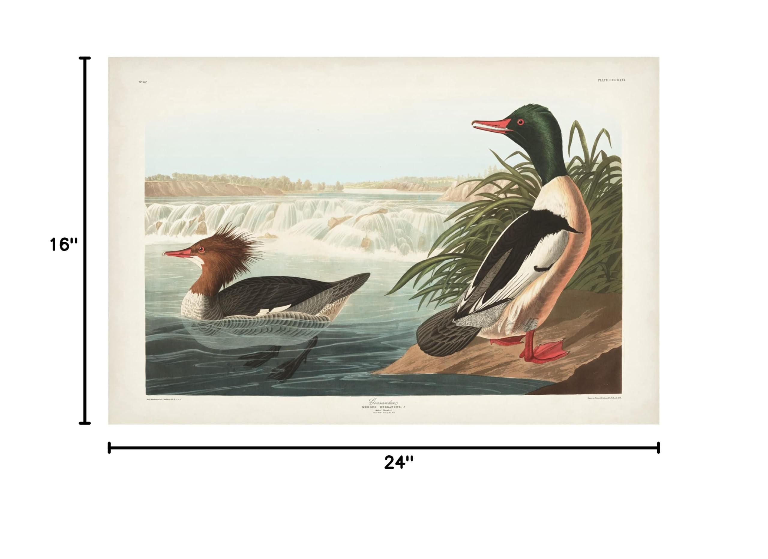 John James Audubon 'Goosander Duck' Canvas Art Print 16x24 - Premium Wildlife Wall Decor for Living Room, Office & Nature Lovers