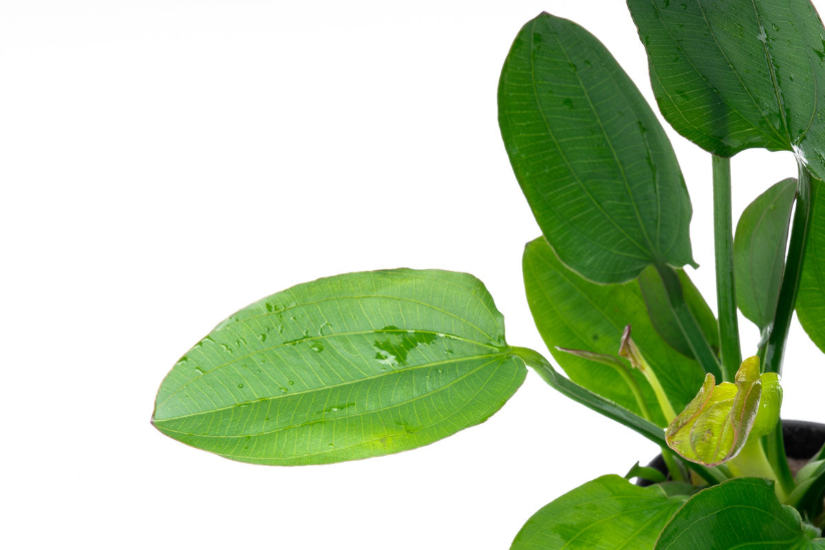 Echinodorus Horizontalis Live Aquarium Plant - Easy Care Freshwater Aquatic Plant for Fish Tanks & Aquascaping | Perfect for Beginners & Planted Aquariums