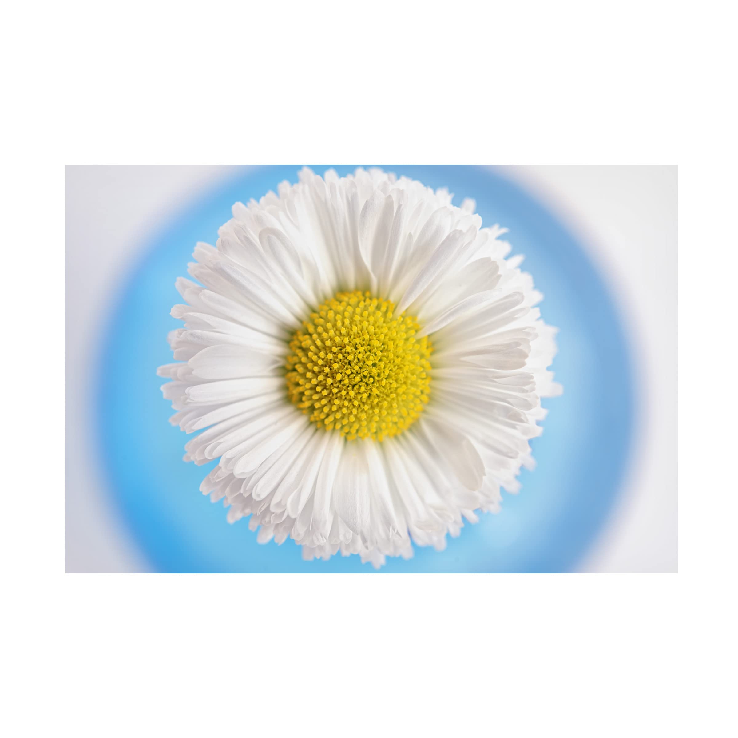 Trademark Fine Art 'Daisy in Blue Vase' Canvas Wall Art by Cora Niele - Perfect for Living Room, Bedroom & Office Decor