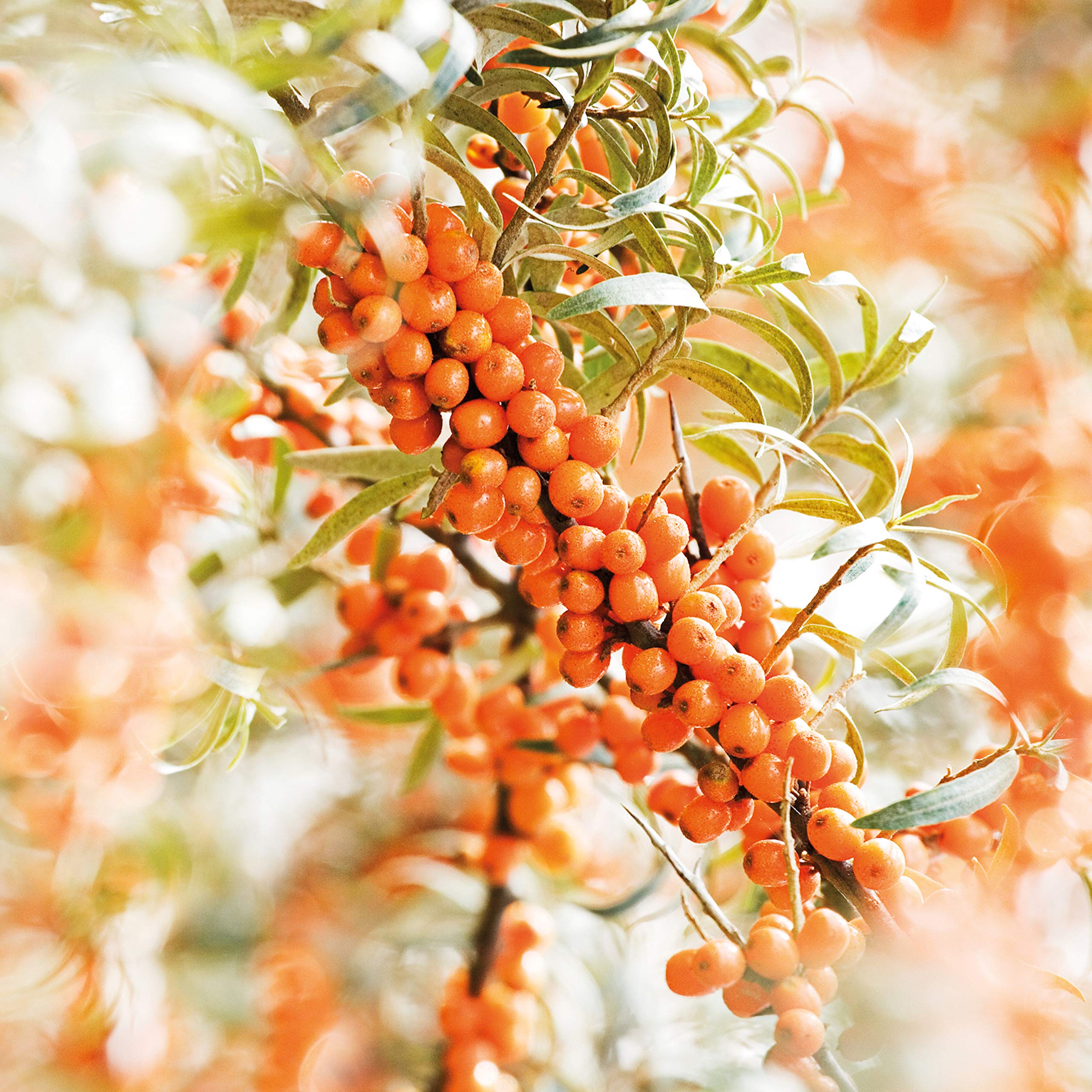 Weleda Sea Buckthorn Body Oil 3.4 fl oz - Hydrating & Nourishing Dry Skin - Perfect for Massage, After Shower & Winter Care