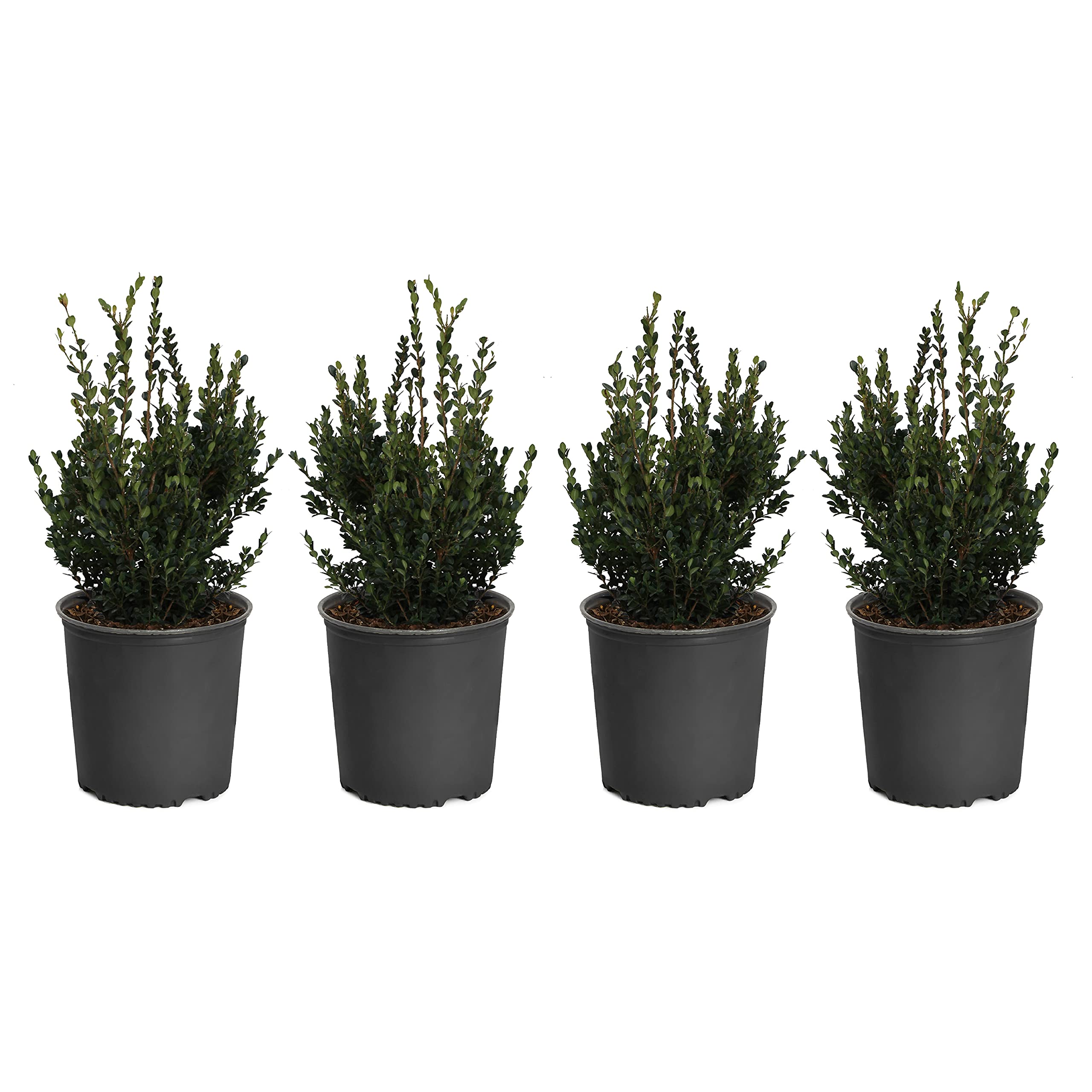 Brighter Blooms Wintergreen Boxwood - Evergreen Hedge Border Plants (Set of 4 in 3 Gallon Pots) - Perfect for Landscaping, Privacy Screens & Garden Borders