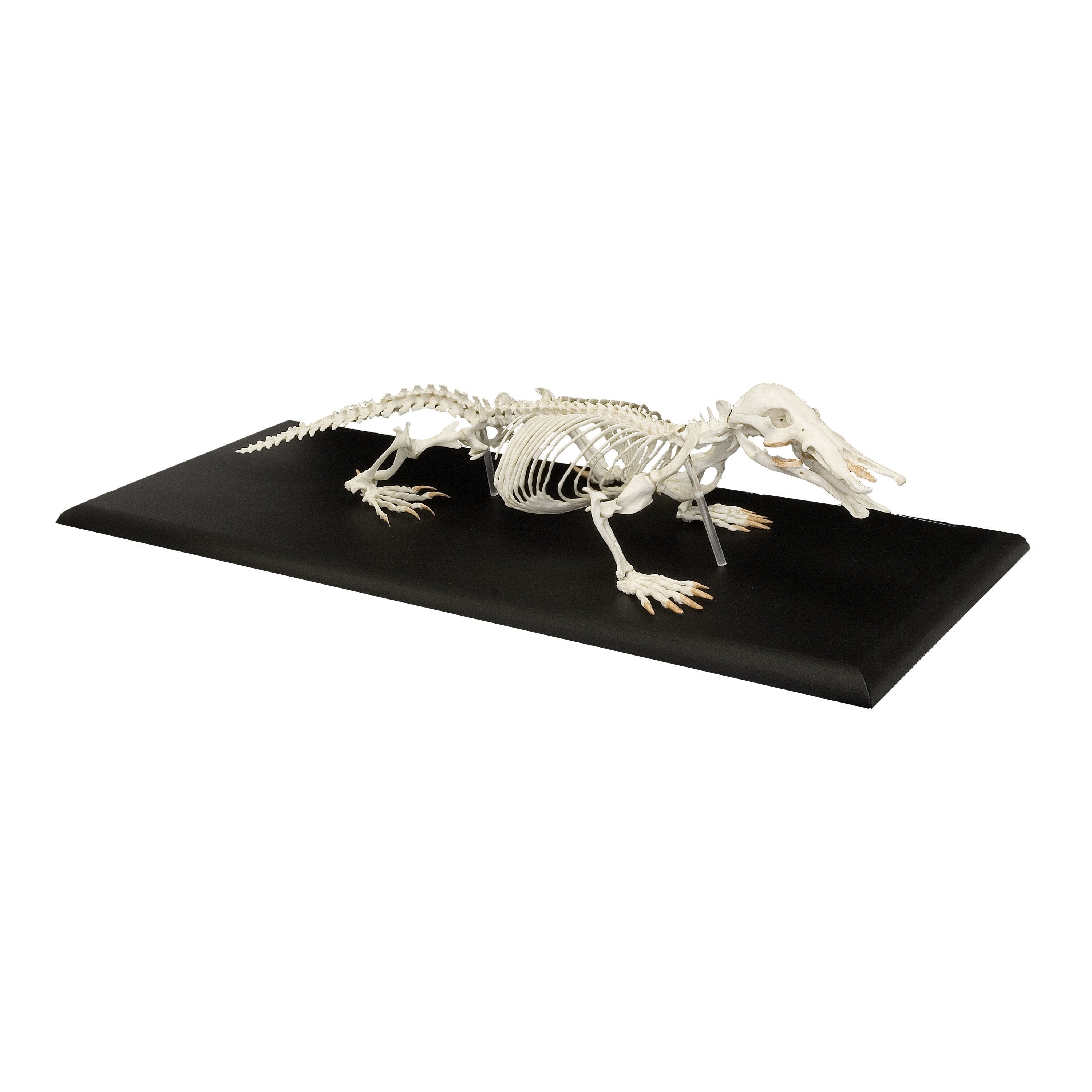 Authentic Platypus Skeleton Replica - High-Quality Educational Model for Science Classrooms, Museums & Home Decor