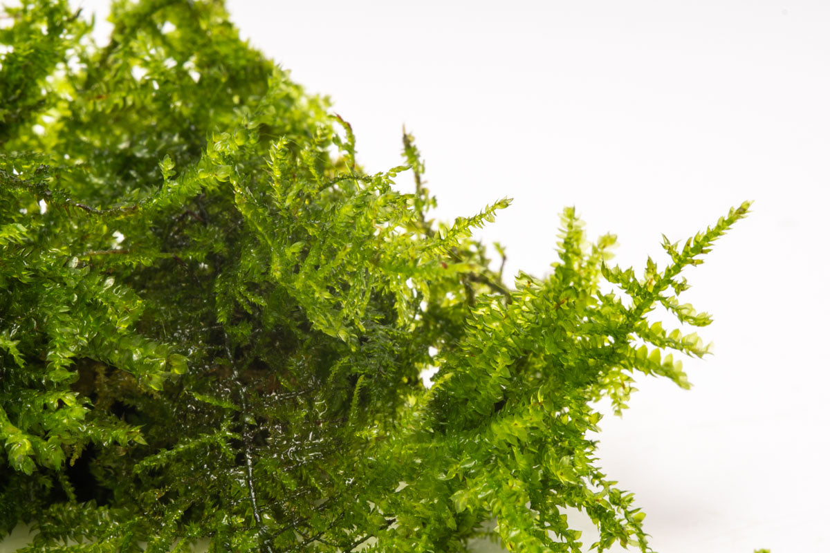Anchor Moss for Aquariums - Natural Aquatic Plant for Fish Tanks, Terrariums & Vivariums | Perfect for Aquascaping, Shrimp Habitats & Betta Fish Environments