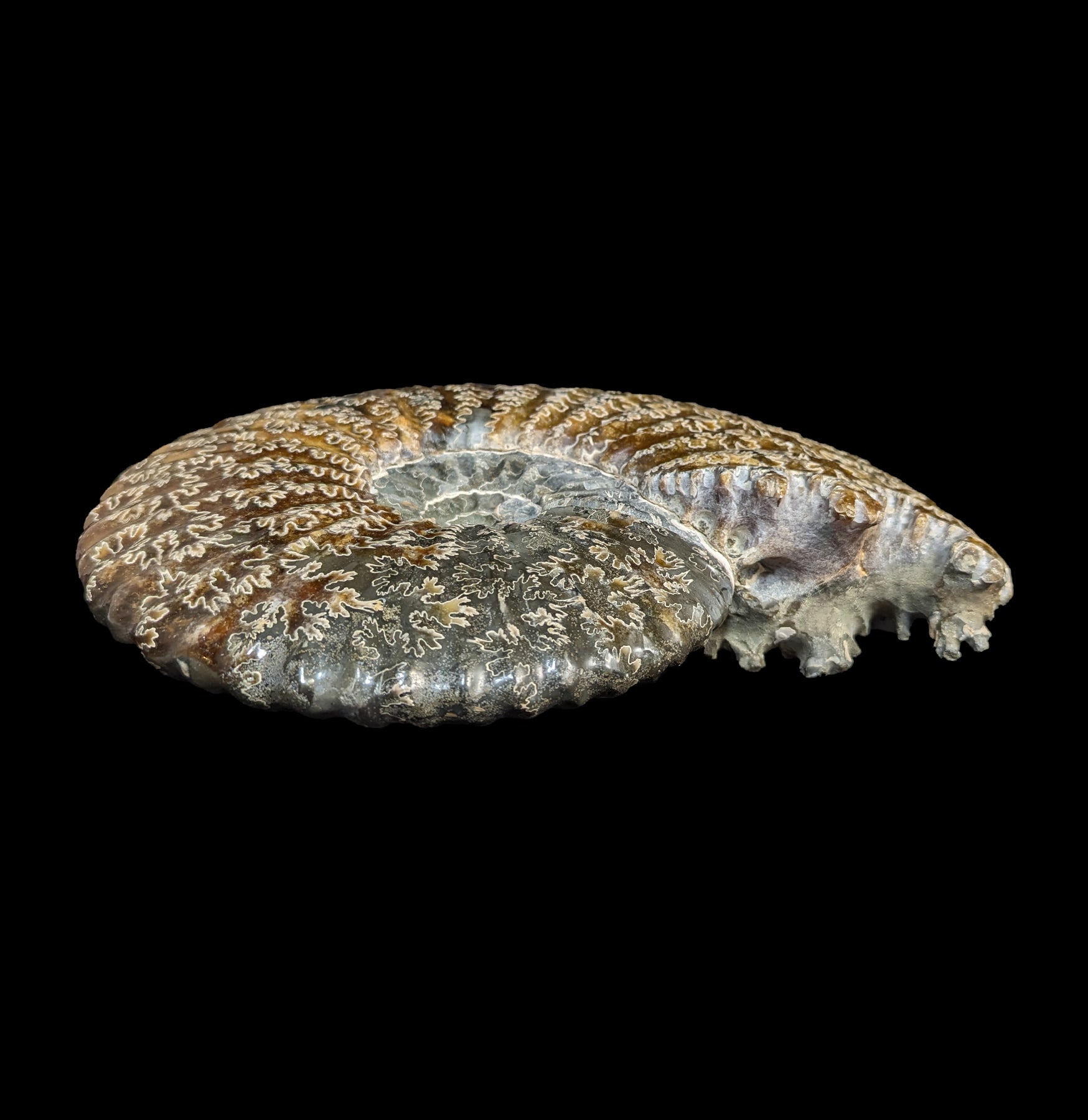 Agatized Ceratites Nodosus Ammonite Fossil Specimen - Rare Collectible for Home Decor, Meditation & Geological Study