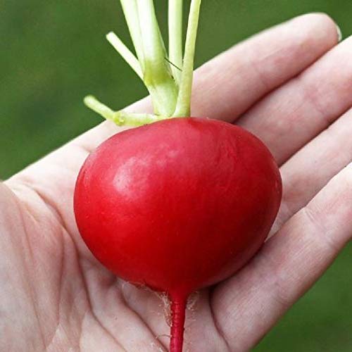 David's Garden Seeds Radish German Giant Red 200 Non-GMO Heirloom Seeds for Home Gardening, Organic Vegetable Planting & Fresh Salads