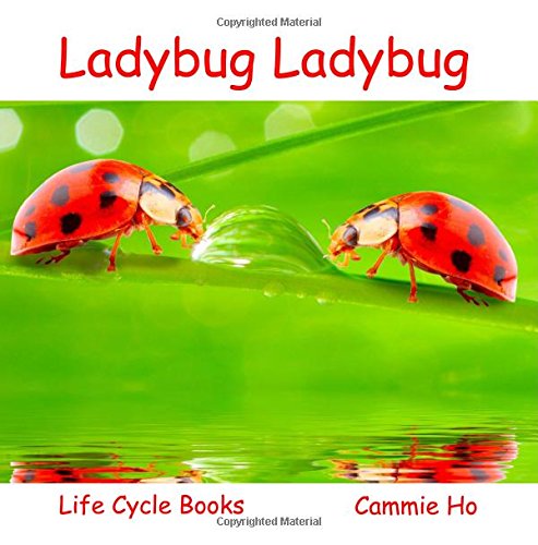 Ladybug Life Cycle Book for Kids - Educational Nature Learning