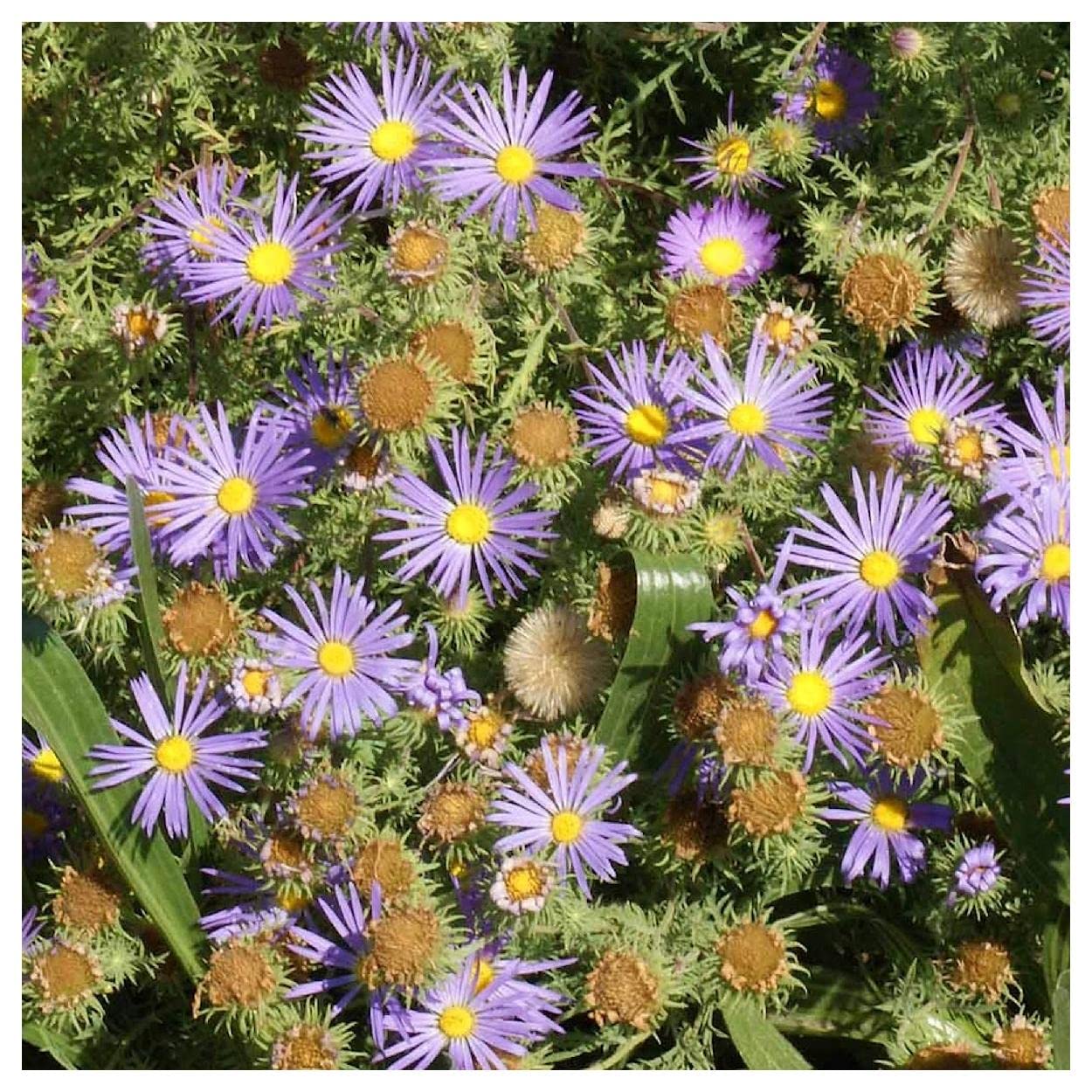 Everwilde Farms 1000 Prairie Aster Native Wildflower Seeds - Gold Vault Jumbo Seed Packet for Garden Planting & Landscaping