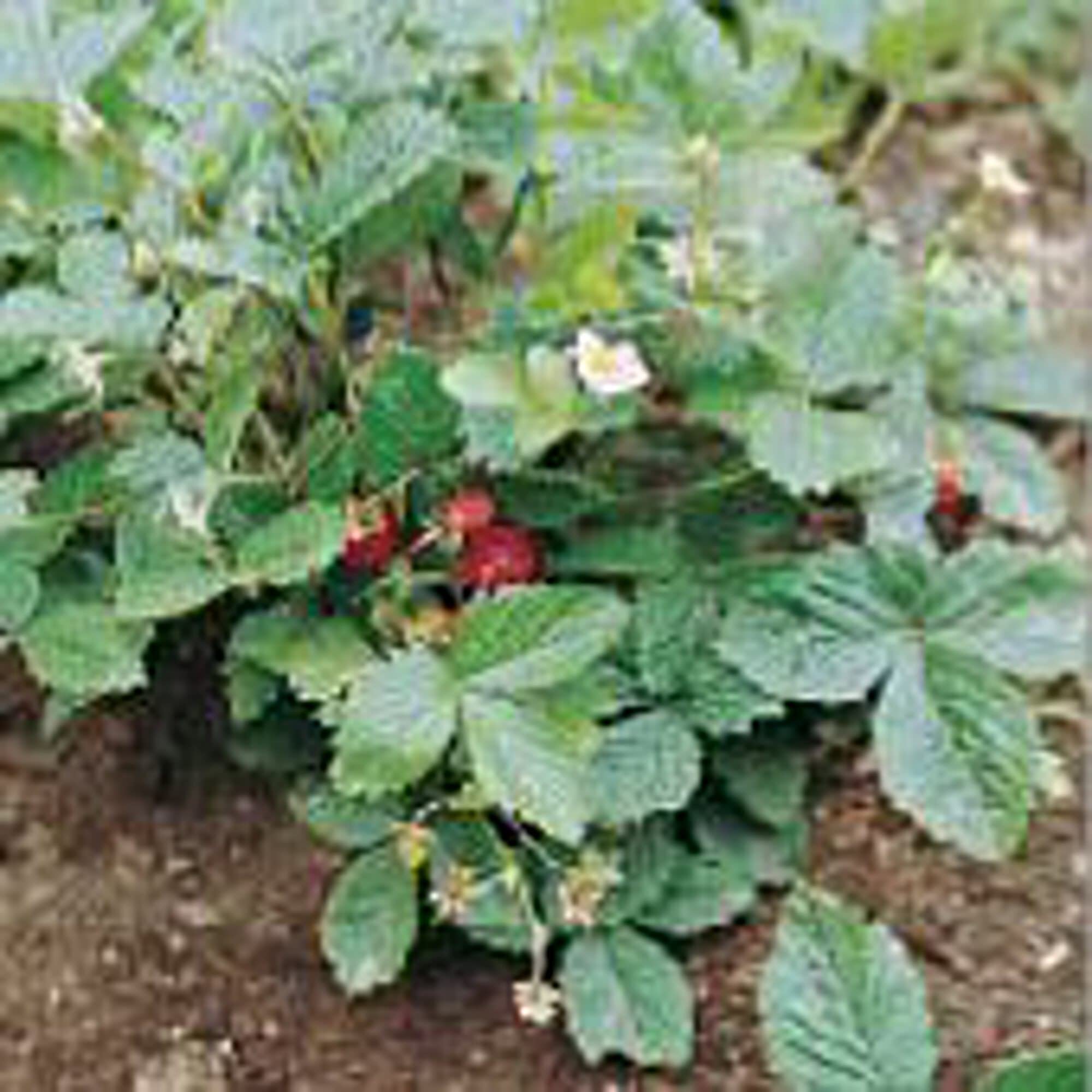 Non-GMO Alexandria Strawberry Seeds (20+ Seeds) - Fresh Fruit Seeds for Planting, Home Garden, Greenhouse & Outdoor Growing - Perfect for DIY Gardening, Healthy Snacks & Fresh Smoothies