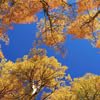 Aspen Tree