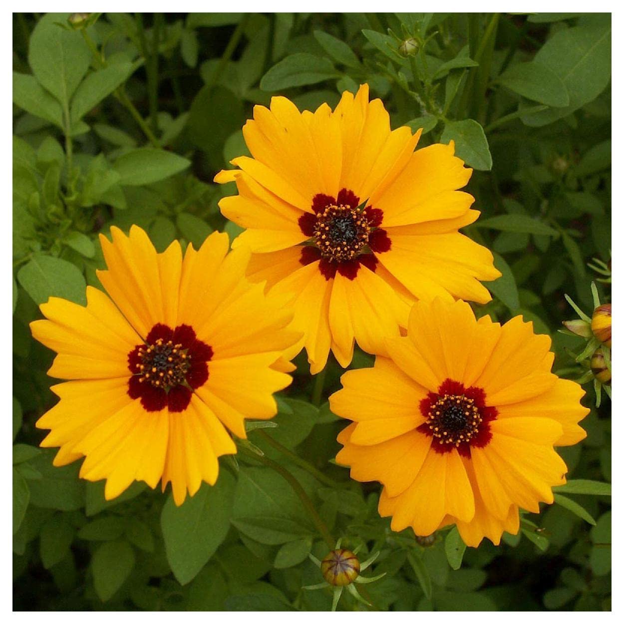 Everwilde Farms - 1/4 Lb Golden Wave Tickseed Native Wildflower Seeds - Gold Vault Pack - Attract Pollinators & Beautify Gardens