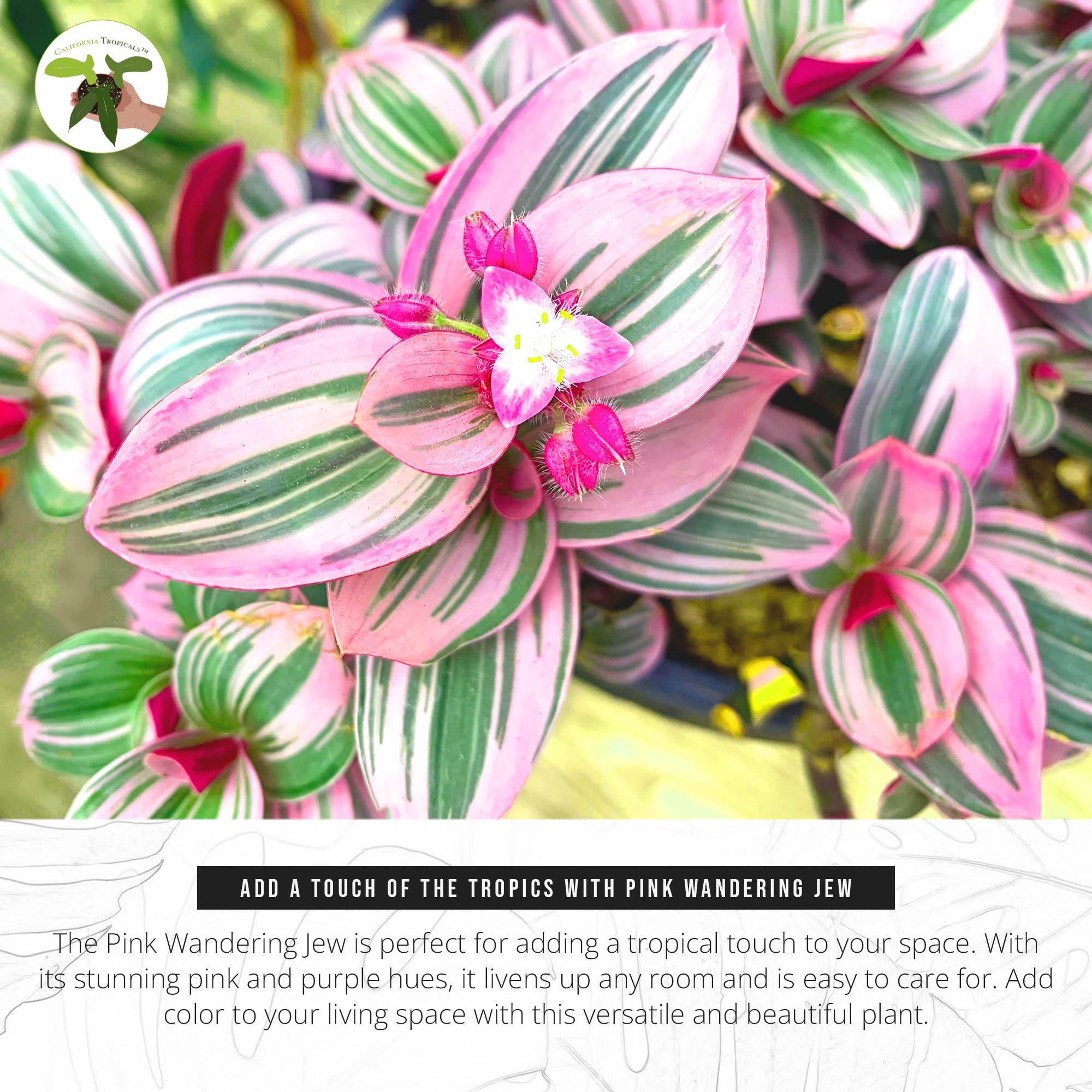 California Tropicals Pink Tradescantia Nanouk - Rare Live Houseplant in 6 Inch Pot with Rooted Leaves - Easy Care Indoor Outdoor Plant for Home Office Decor, Mini Tropical Garden, Gift Idea for Plant Lovers