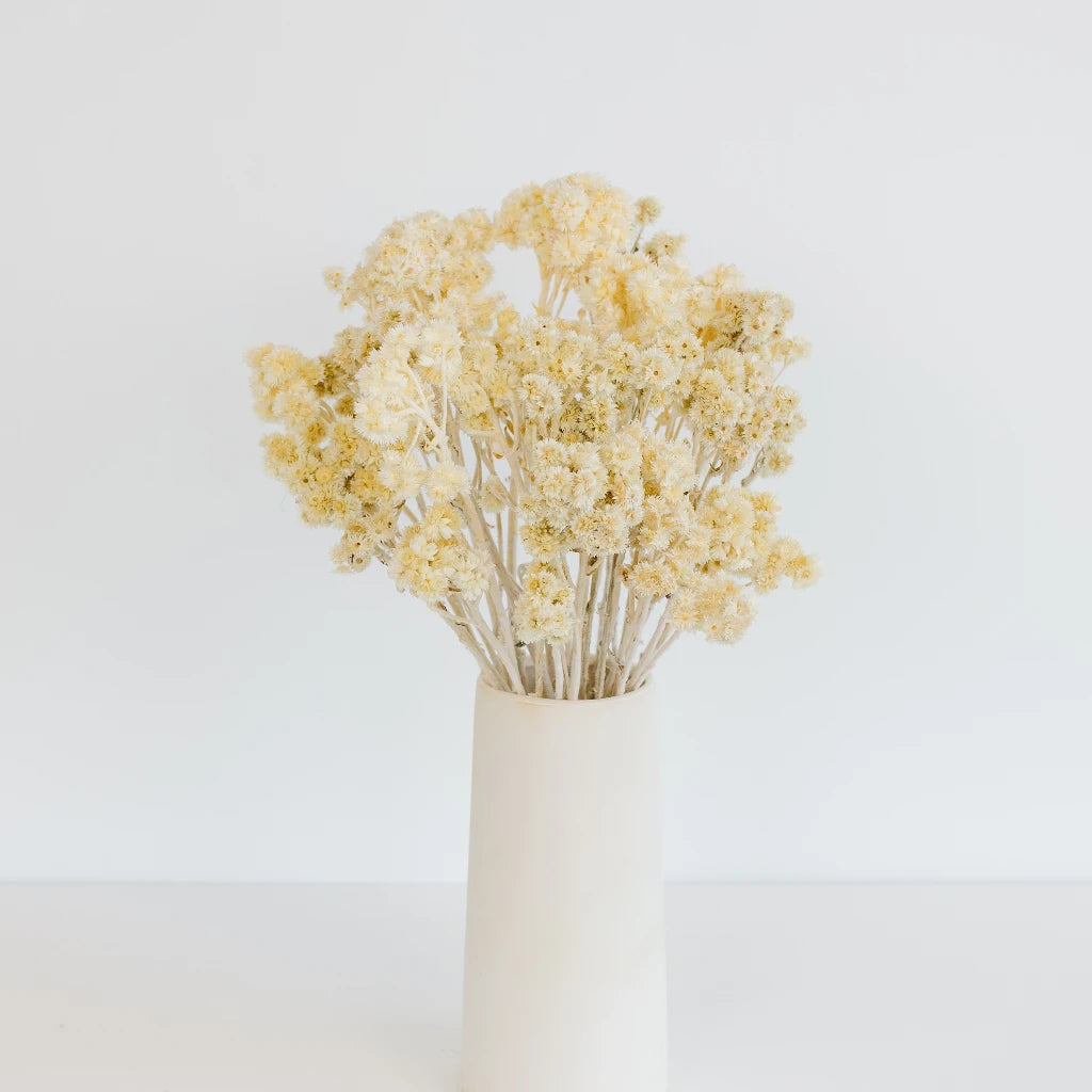 Premium Dried Andean Asters Flowers - Natural Bleached White for DIY Crafts, Home Decor & Wedding Bouquets | Bulk Wholesale for Floral Arrangements