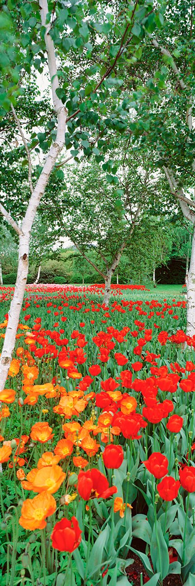 Peel & Stick Wall Mural - Spring Flowers Lake Burley Griffin Wallpaper (12x36 inches) | Self-Adhesive Removable Decal for Bedroom, Living Room, Nursery & Office Decor