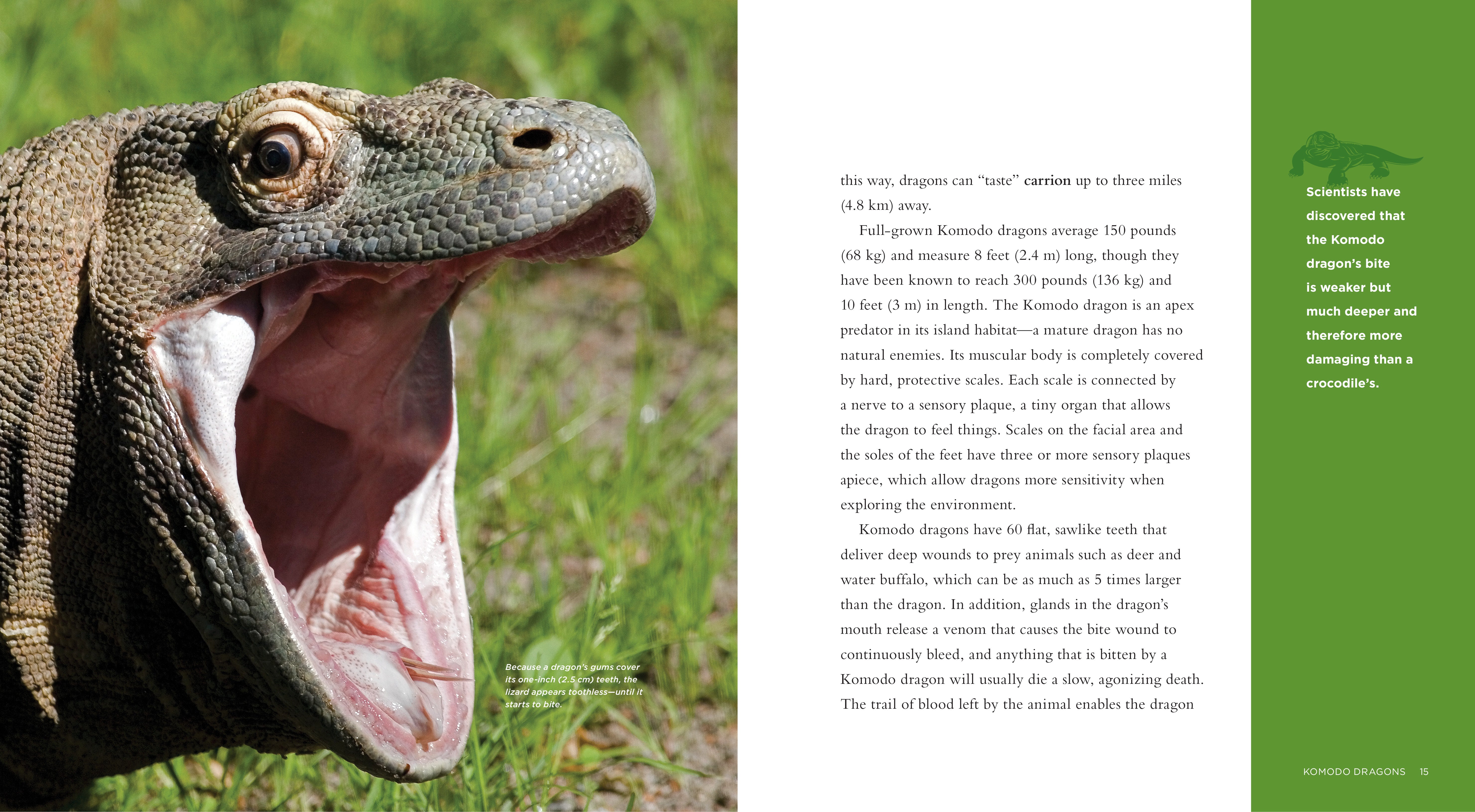 Komodo Dragons Book - ISBN 9781608180806 - Perfect for Reptile Enthusiasts & Wildlife Education