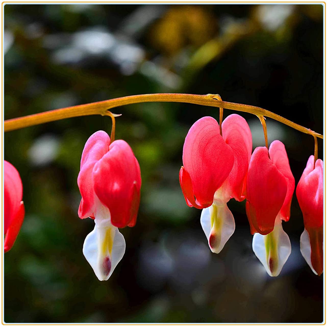 1PCS Fugalaucm Bleeding Heart Bulbs - Bulk Perennial Flower Plants for Pots, Gardens & Landscaping - Easy to Grow & Maintain - Perfect for Home Decor, Wedding Bouquets & Outdoor Planting
