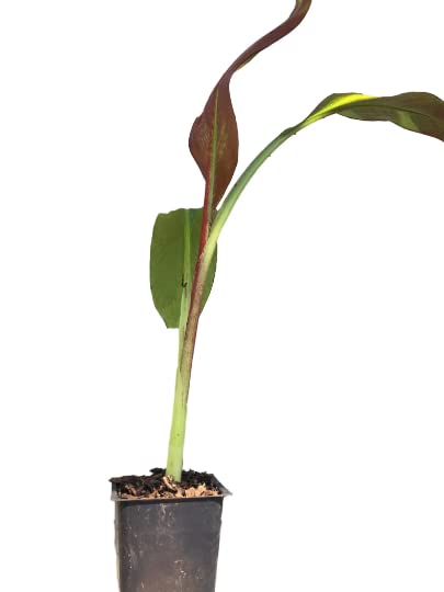 Red Abyssinian Banana Tree (Ensete maurelii) - 4 Inch Potted Tropical Plant - Cold Sensitive - Perfect for Indoor Decor & Outdoor Landscaping