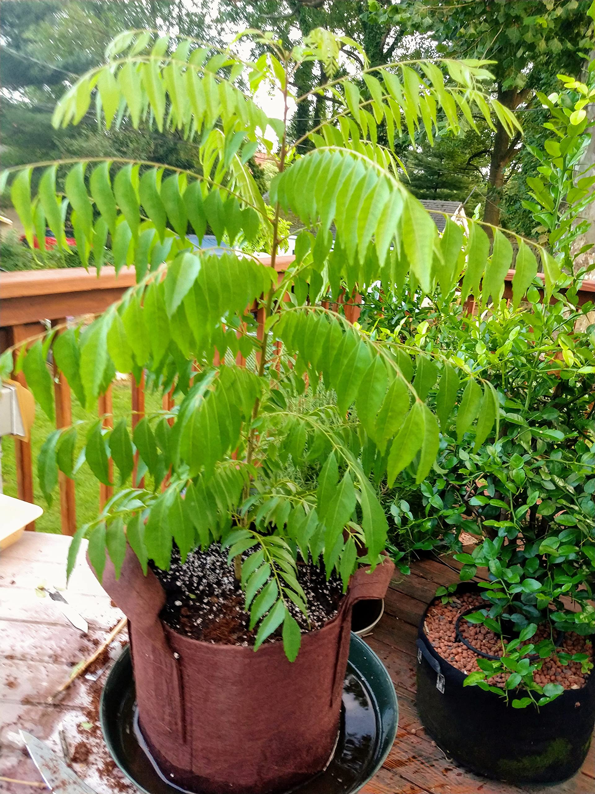 Erwon® NPK Fertilizer for Curry Plants - 200gm Organic Plant Food for Healthy Growth | Perfect for Home Gardening, Herbs & Spices Cultivation