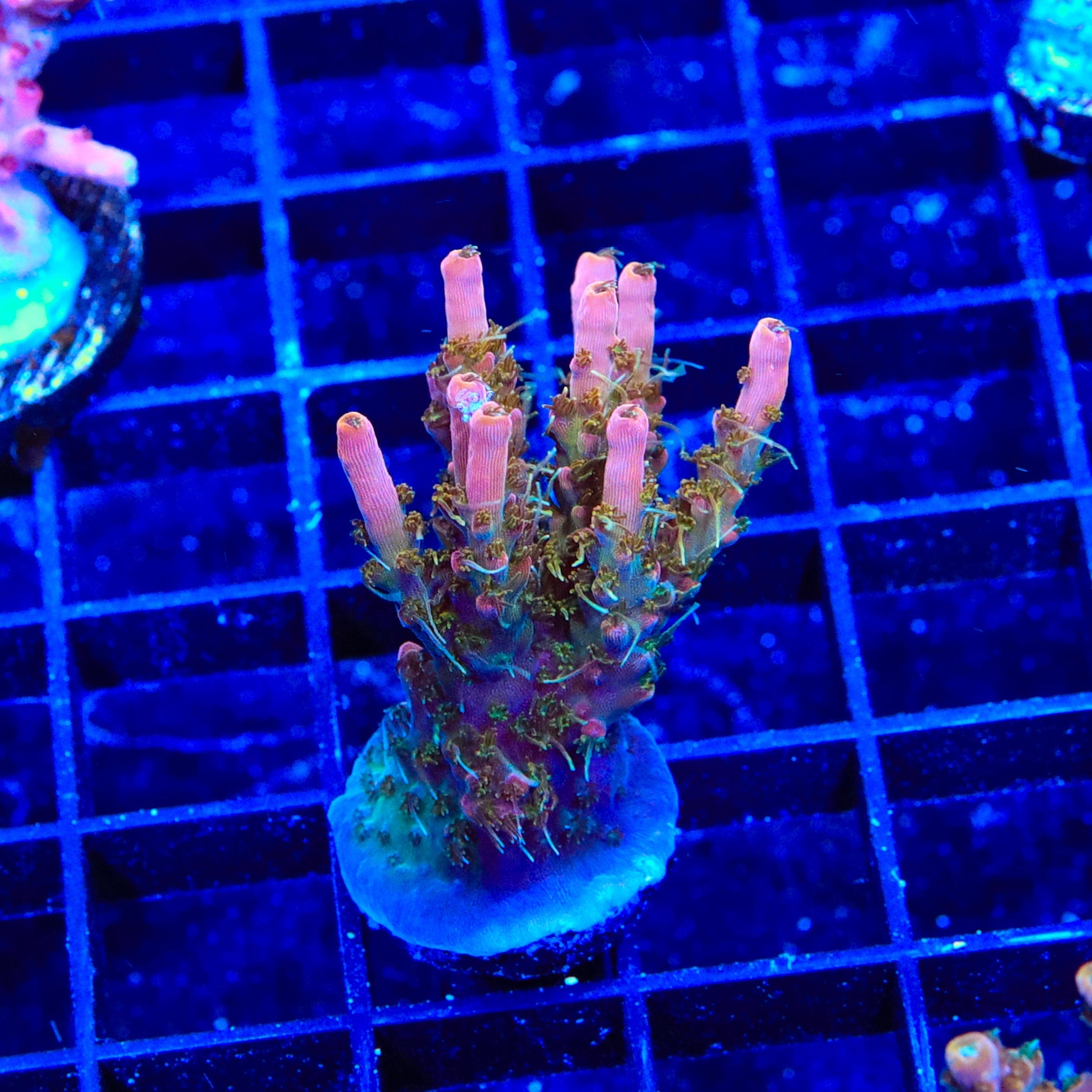 Premium CC Voodoo Majick Acropora XL Frag Coral for Saltwater Reef Tanks | Vibrant Live Coral for Marine Aquariums