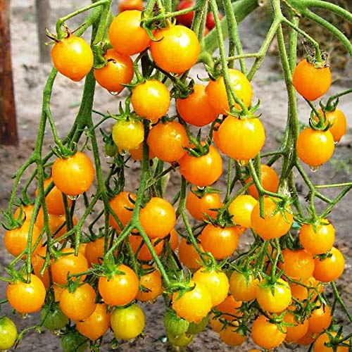 Organic Golden Cherry Tomato Seeds - Non-GMO, Heirloom, Indeterminate Variety for Home Gardening | Perfect for Containers, Greenhouses & Backyard Vegetable Gardens
