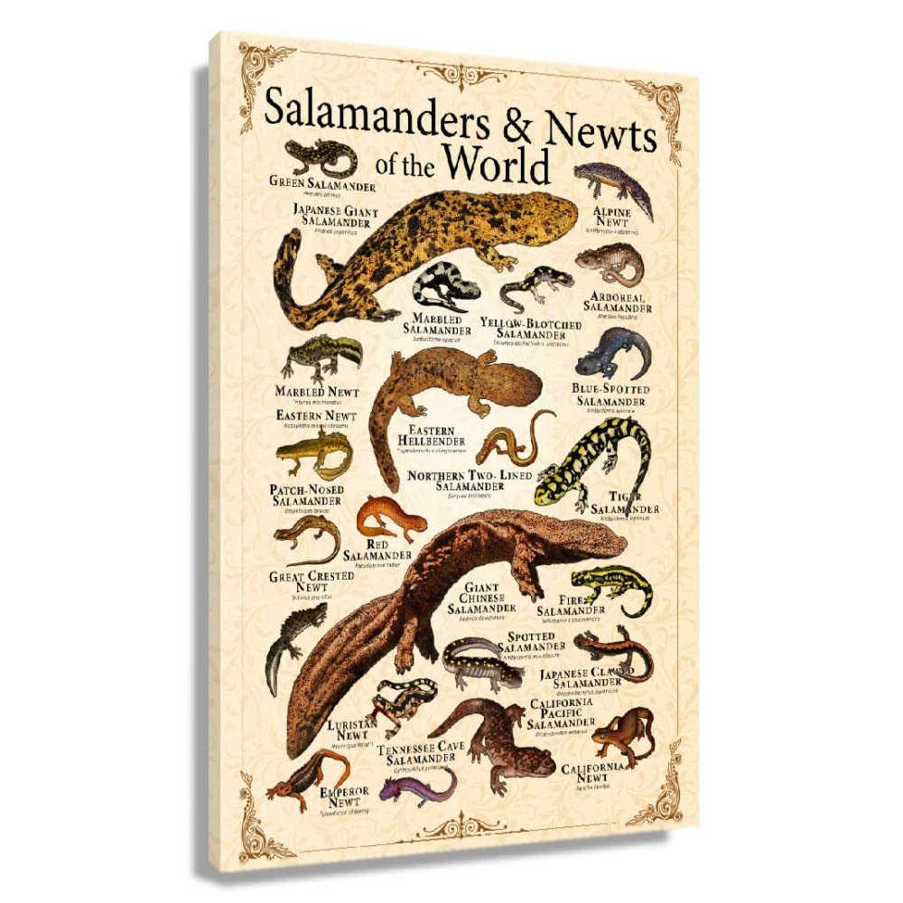 Vintage Salamanders Animal Wall Art Poster - Educational Infographic Print (24x36 Inch, 60x90cm, Framed) - Perfect for Classroom Decor, Biology Study & Nature-Themed Home Decoration