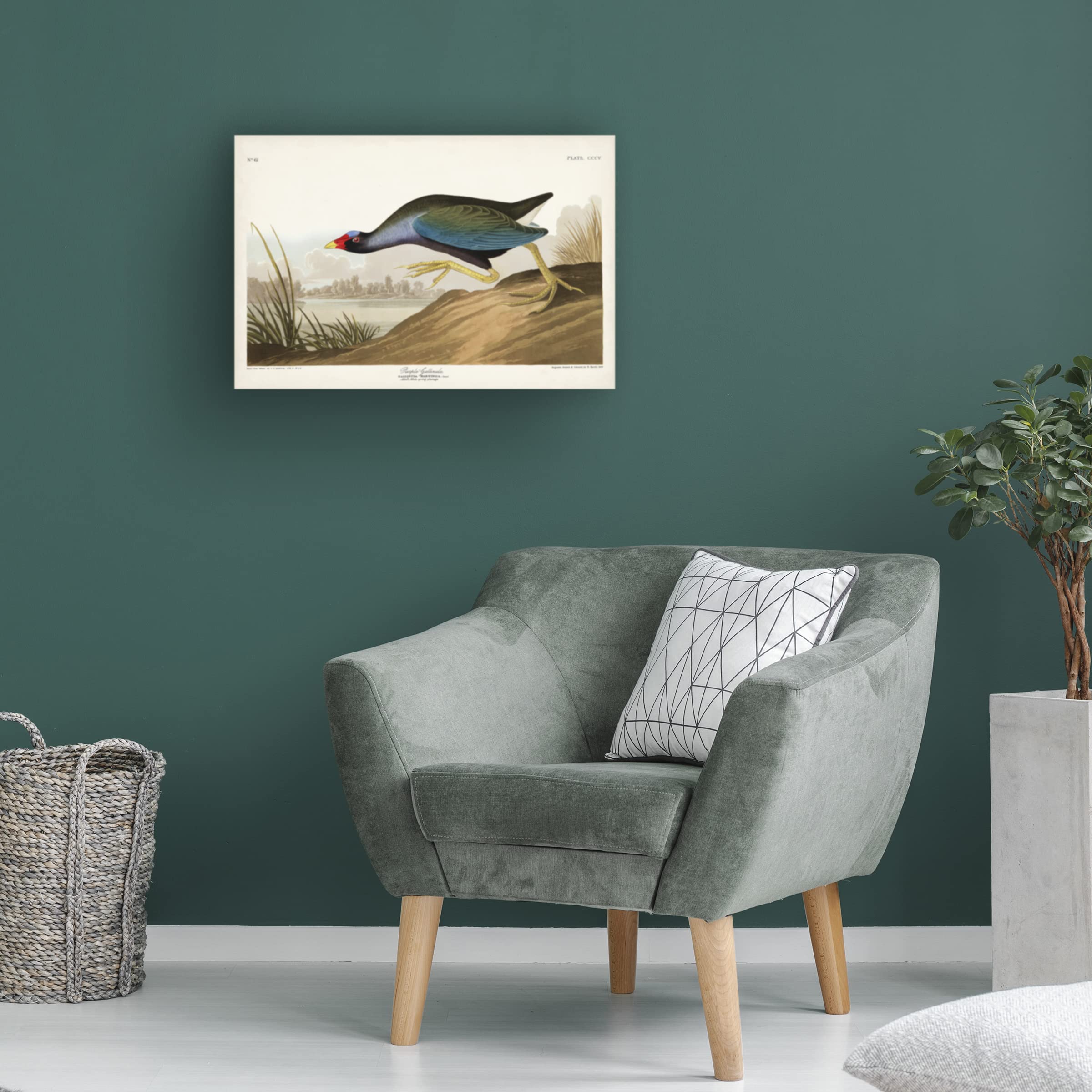 John James Audubon 'Purple Ganaule' Canvas Art Print - 16x24 Inch Wall Decor for Living Room, Bedroom & Office - Trademark Fine Art Collection