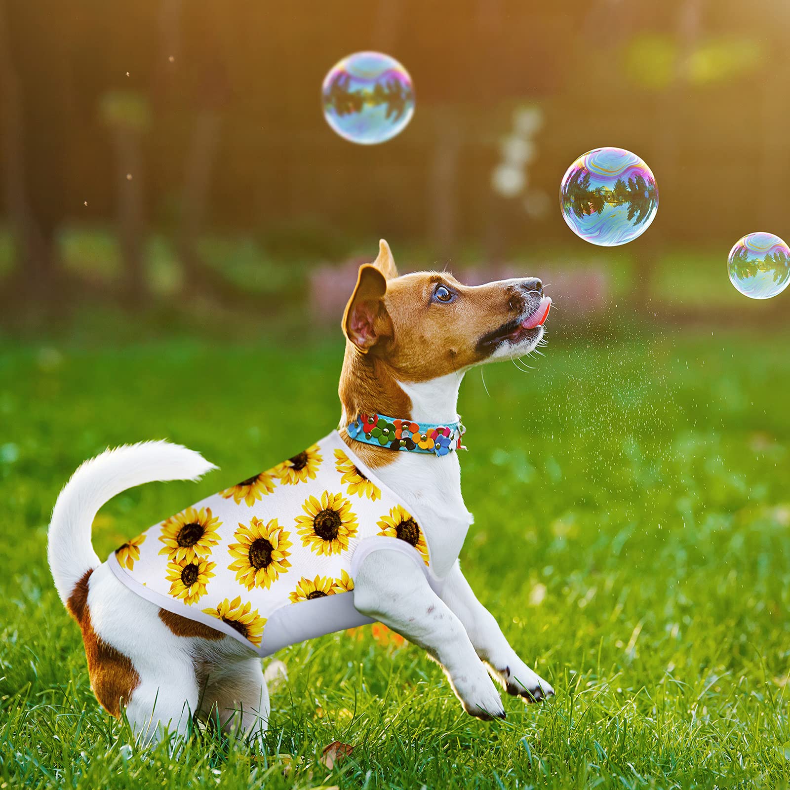 8-Piece Sublimation Blank Dog Shirts Set - Heat Transfer Dog Pajamas & Lightweight Puppy Vests - Breathable Apparel for Small to Medium Dogs (M) - Perfect for Daily Wear, Pet Photos & Special Occasions