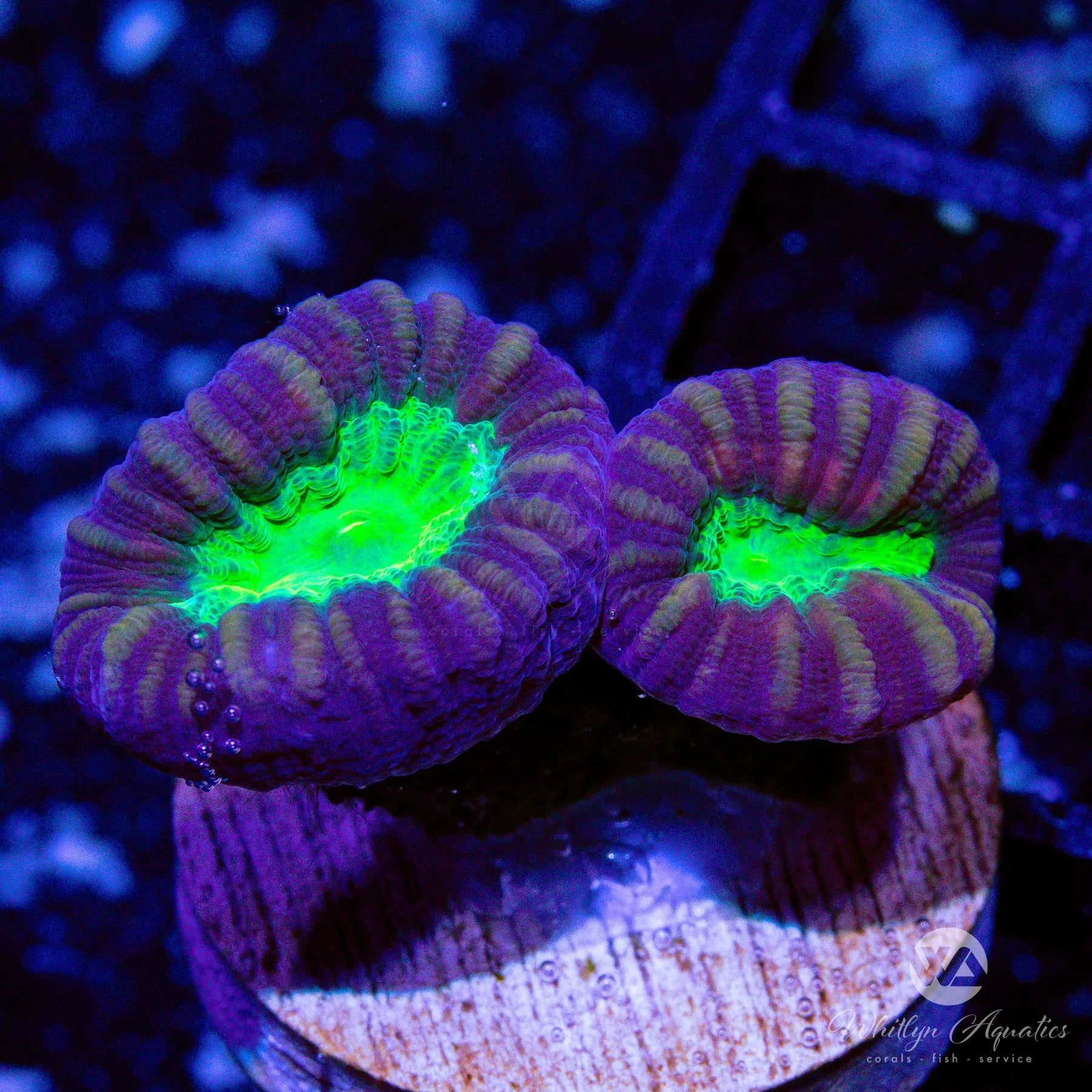 Vibrant Purple & Green Trumpet Coral for Saltwater Aquariums – Perfect for Reef Tanks and Marine Aquascaping