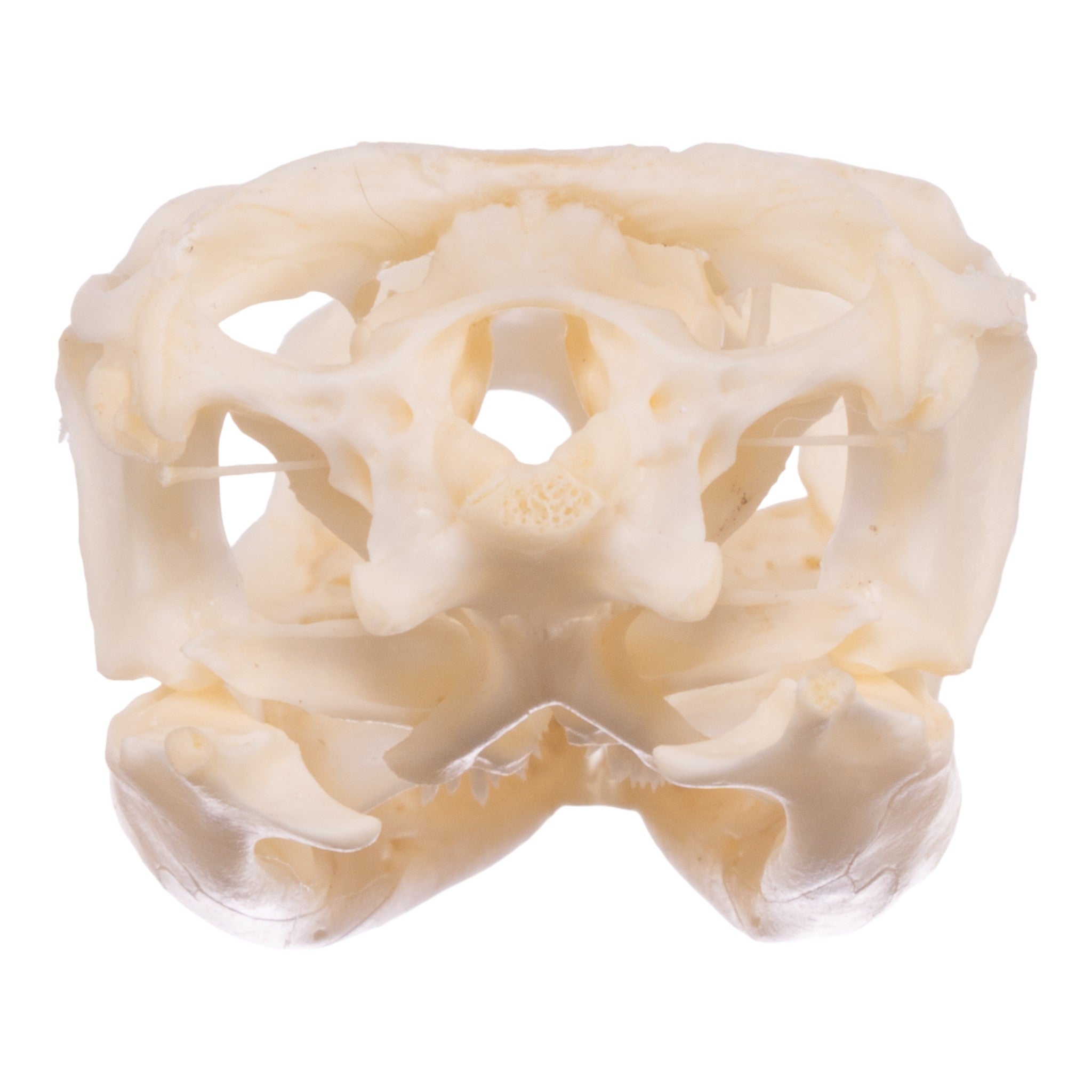 Authentic Spiny-Tailed Iguana Skull Specimen - Real Reptile Bone for Science Study, Home Decor & Gothic Collection - Perfect for Biology Classrooms, Oddity Cabinets & Halloween Displays