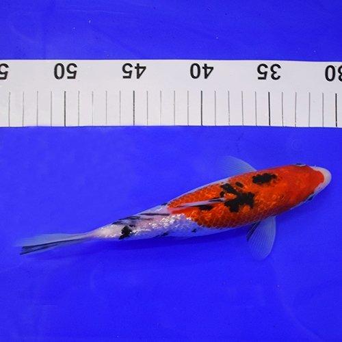 Premium Gin Rin Sanke Koi Fish 7-8 Inches - Vibrant Ornamental Pond Fish for Outdoor Water Gardens & Koi Ponds