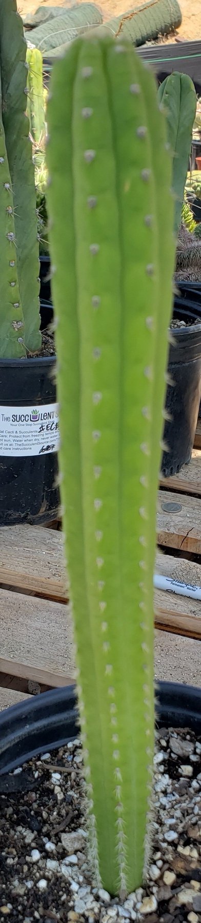 EC64 EXACT Yungasocereus inquisivensis Cactus 13-15 inch - Rare Live Succulent Plant for Home Decor, Office Desk & Garden Landscaping