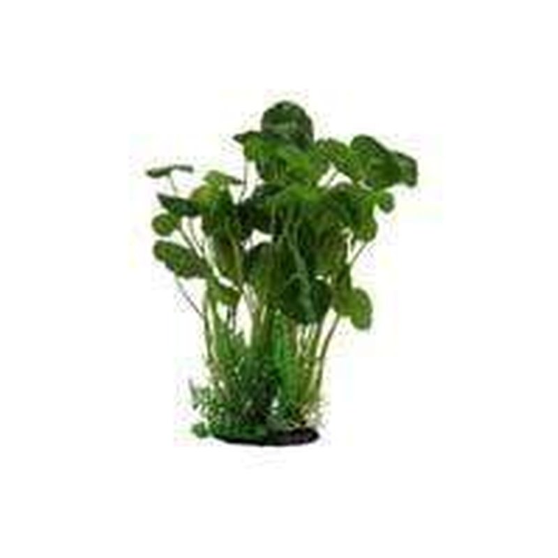 Amazon Jungle Giant Pennywort Bush - Fresh Live Aquatic Plant for Aquariums & Terrariums - Perfect for Fish Tanks, Shrimp Habitats & Water Gardens