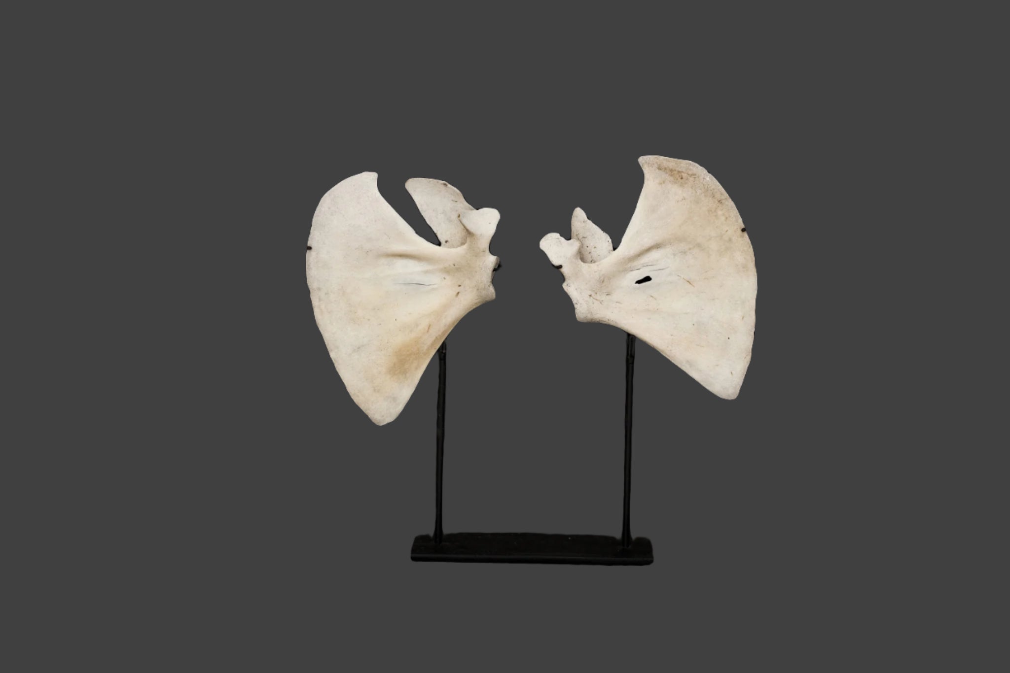 Small Mounted Wing Bones - Authentic Bird Wing Bone Specimens for Collectors, Science Education & Home Decor | Perfect for Display Cases, Classroom Projects & Gothic Decor