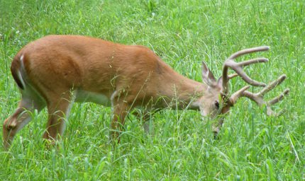 Purple Top Turnip Deer Food Plot Seeds - 5 Lb Bulk Bag for Wildlife Attraction & Hunting Plots | High Yield Forage for Deer, Turkey & Game Birds | Fall & Winter Planting