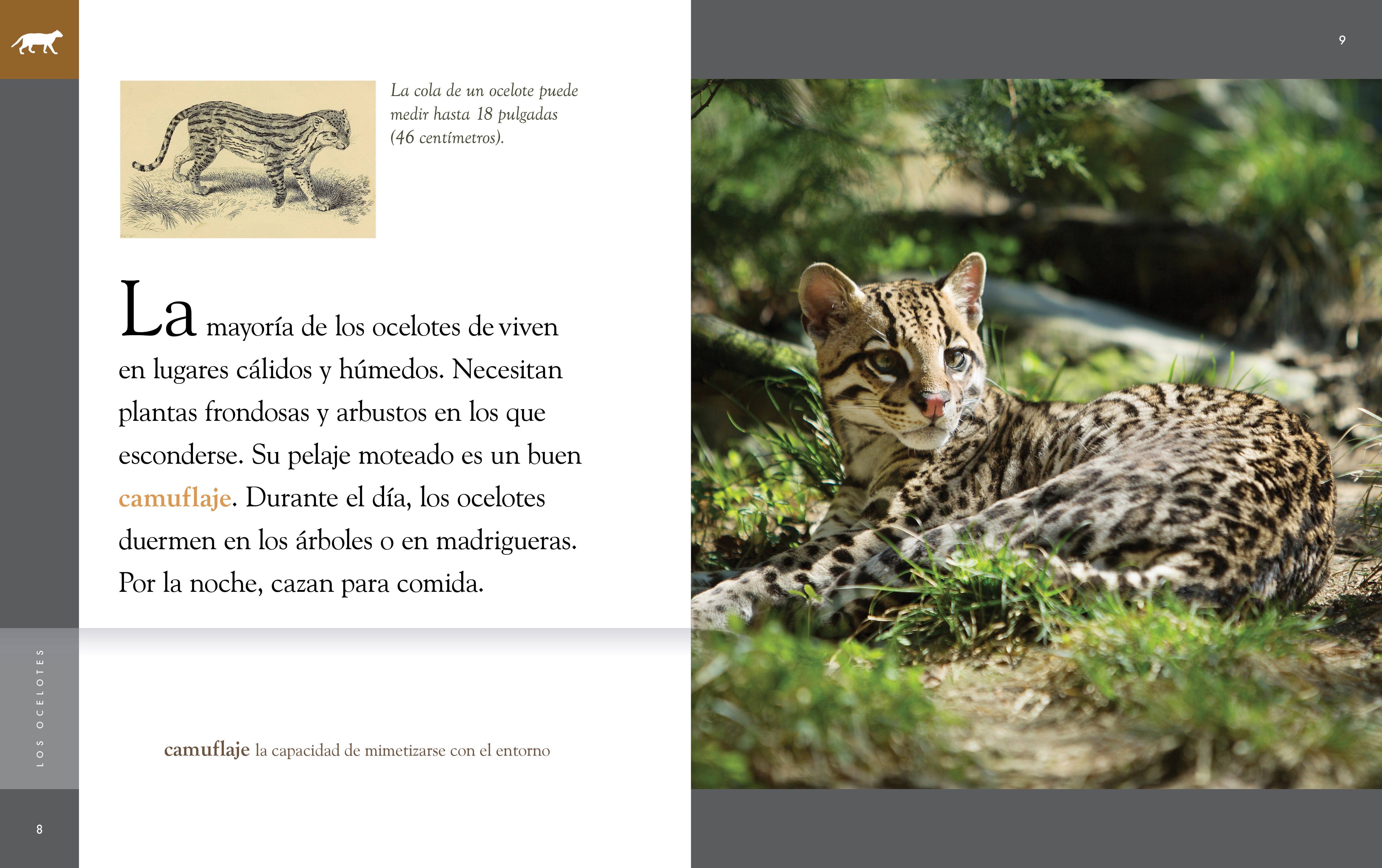 Ocelot Animal Planet 2025 - Wild Cat Facts, Habitat & Conservation - Perfect for Wildlife Enthusiasts & Nature Lovers