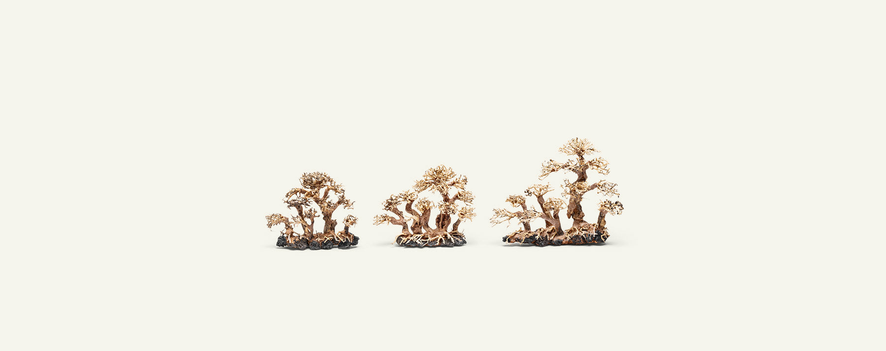 Premium Uns Bonsai 008 - Miniature Japanese Bonsai Tree for Home & Office Decor | Perfect Gift for Plant Lovers & Zen Garden Enthusiasts