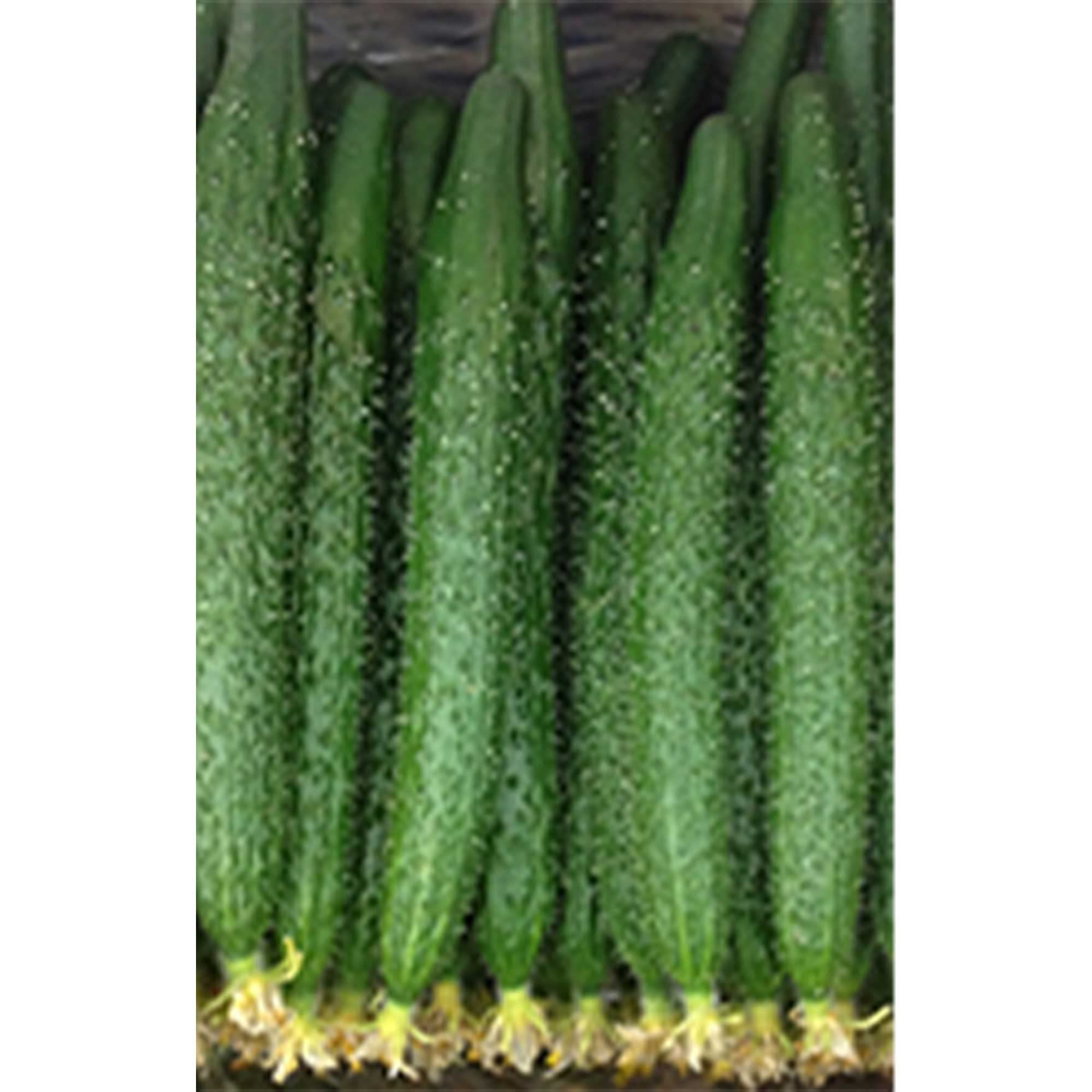 Premium Long Cucumber Seeds - Hybrid F1 Non-GMO (4oz Packet ~4400 Seeds) - High Germination Asian Vegetable Seeds for Farming, Home Garden & Greenhouse Planting - Perfect for Salads, Pickling & Asian Cuisine