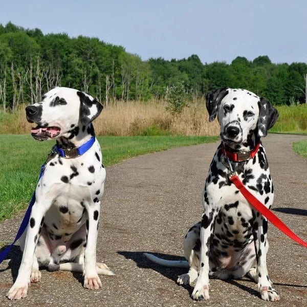 Durable Coastal Single Ply Dog Leash - Strong & Lightweight for Small to Medium Dogs - Perfect for Beach Walks, Hiking & Outdoor Adventures