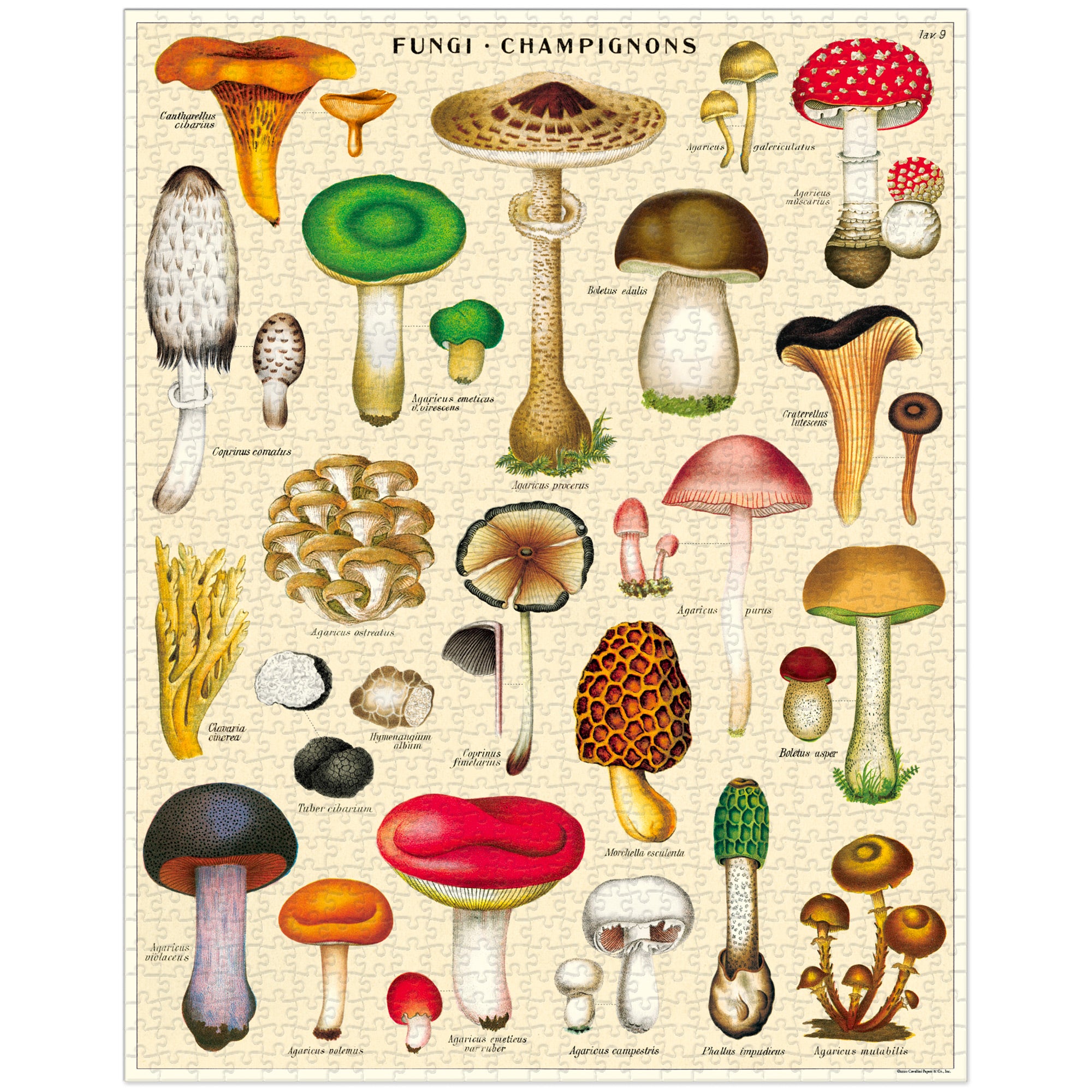 1,000 Piece Mushroom Puzzle for Adults - Challenging Jigsaw Puzzle with Beautiful Fungi Art - Perfect for Relaxation, Family Bonding & Home Decor
