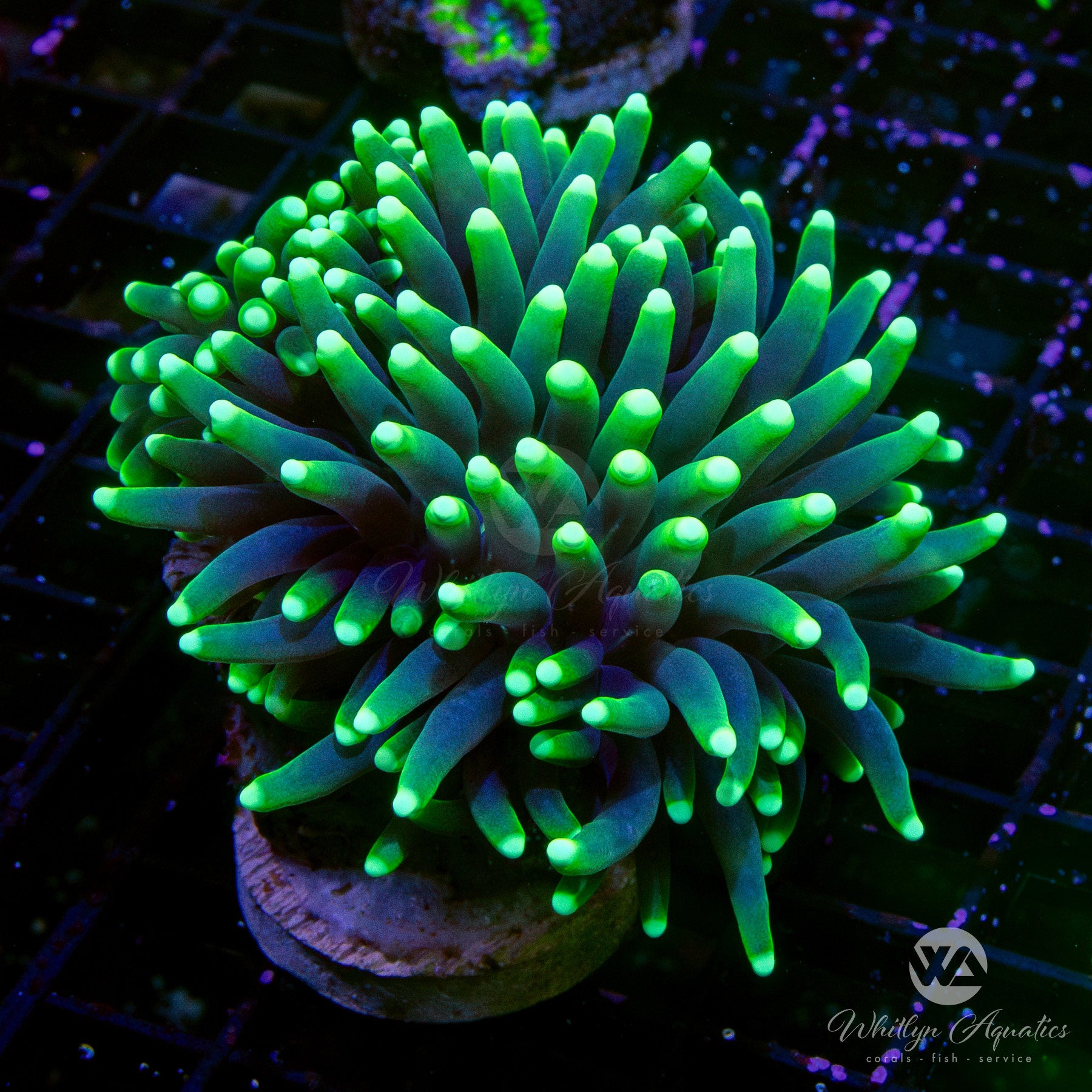 UV Blacklight Flashlight - 12 LED 395nm Ultraviolet Light for Detecting Stains, Scorpions & More | Perfect for Pet Urine Detection, Hotel Cleaning & Security Checks